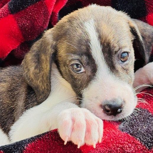 Enlarge Waffles, a Adoptable Mixed Breed in Williston, FL image 5/6