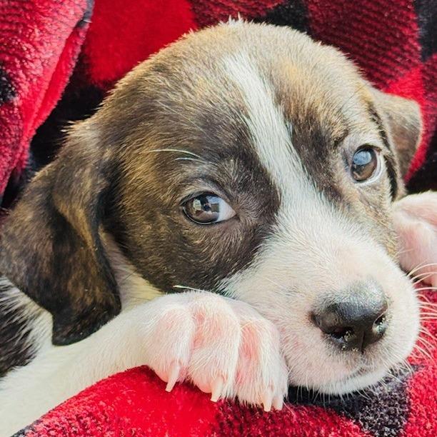 Enlarge Waffles, a Adoptable Mixed Breed in Williston, FL image 6/6