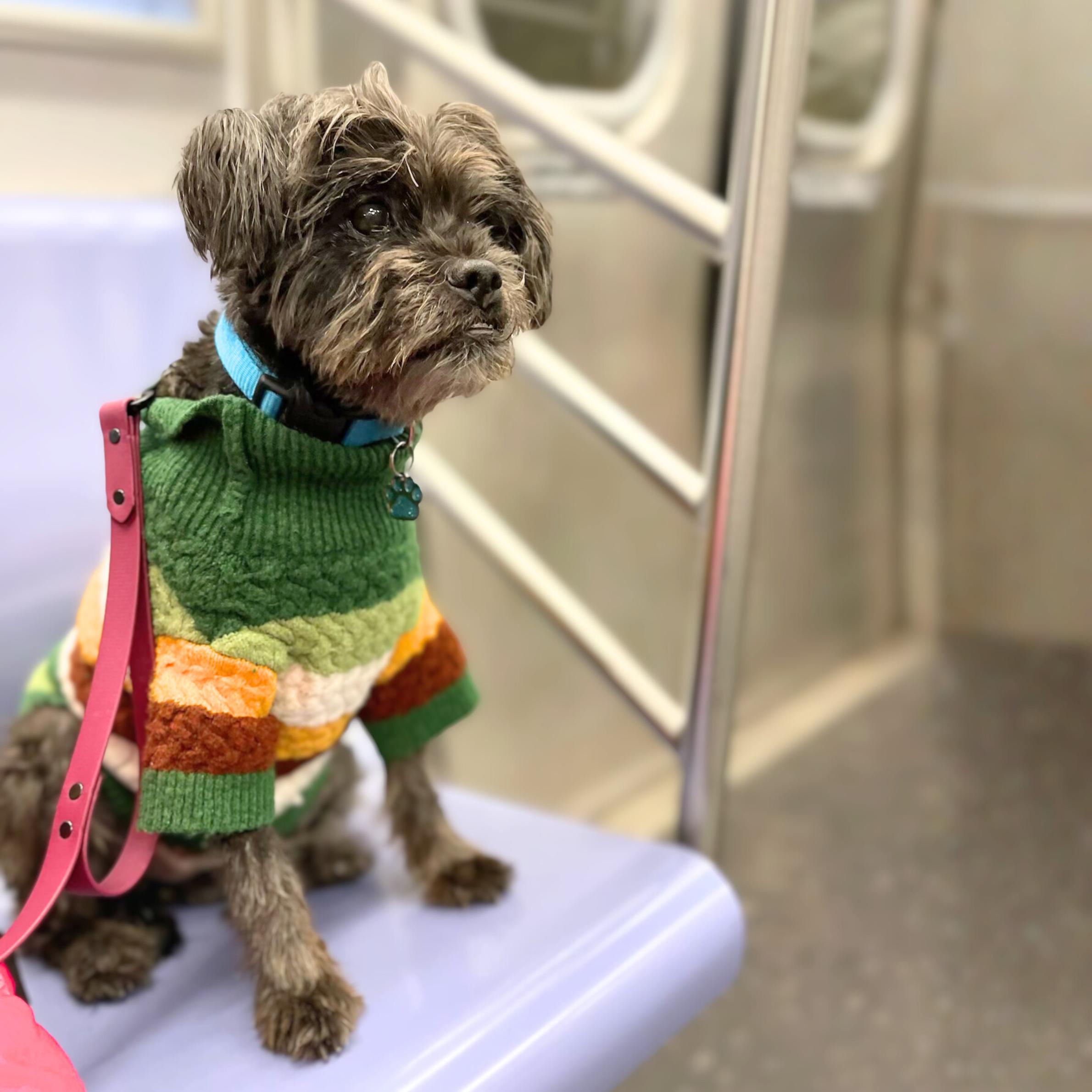 Pine Cone — thumbnail 5