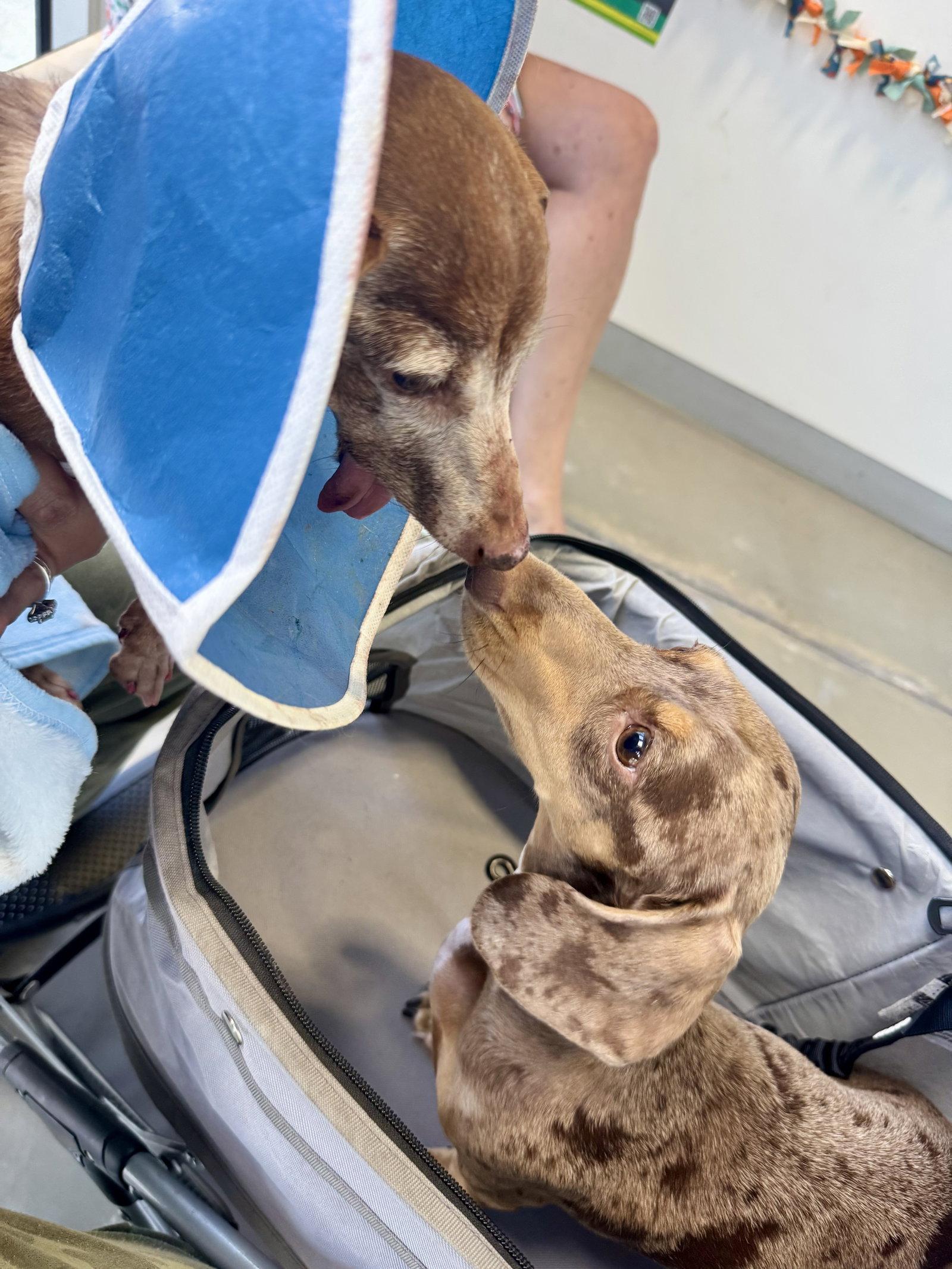 Enlarge Dolly5 (in Miami, FL), a Adoptable Dachshund in West Columbia, SC image 1/3