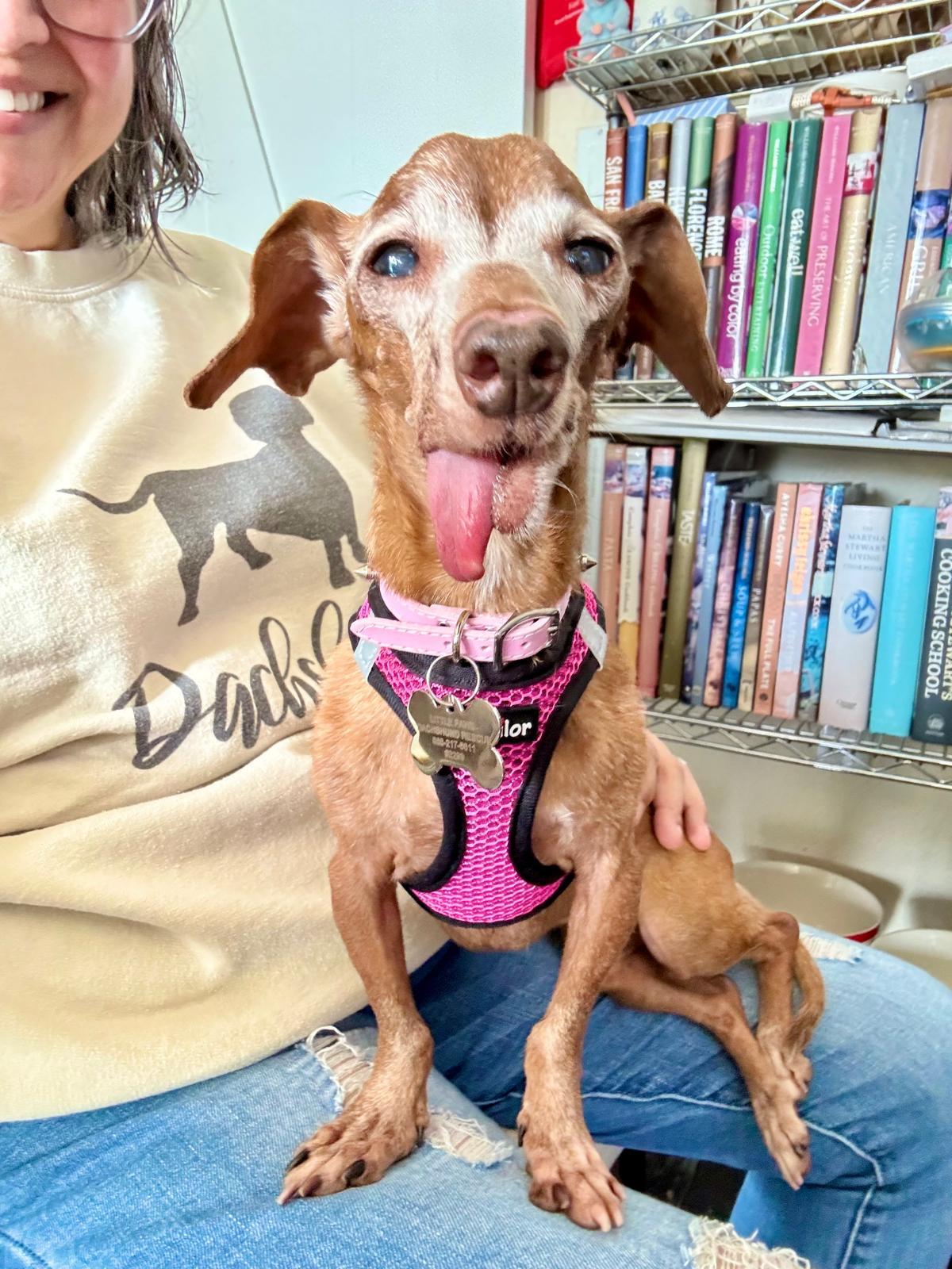 Enlarge Dolly5 (in Miami, FL), a Adoptable Dachshund in West Columbia, SC image 3/3