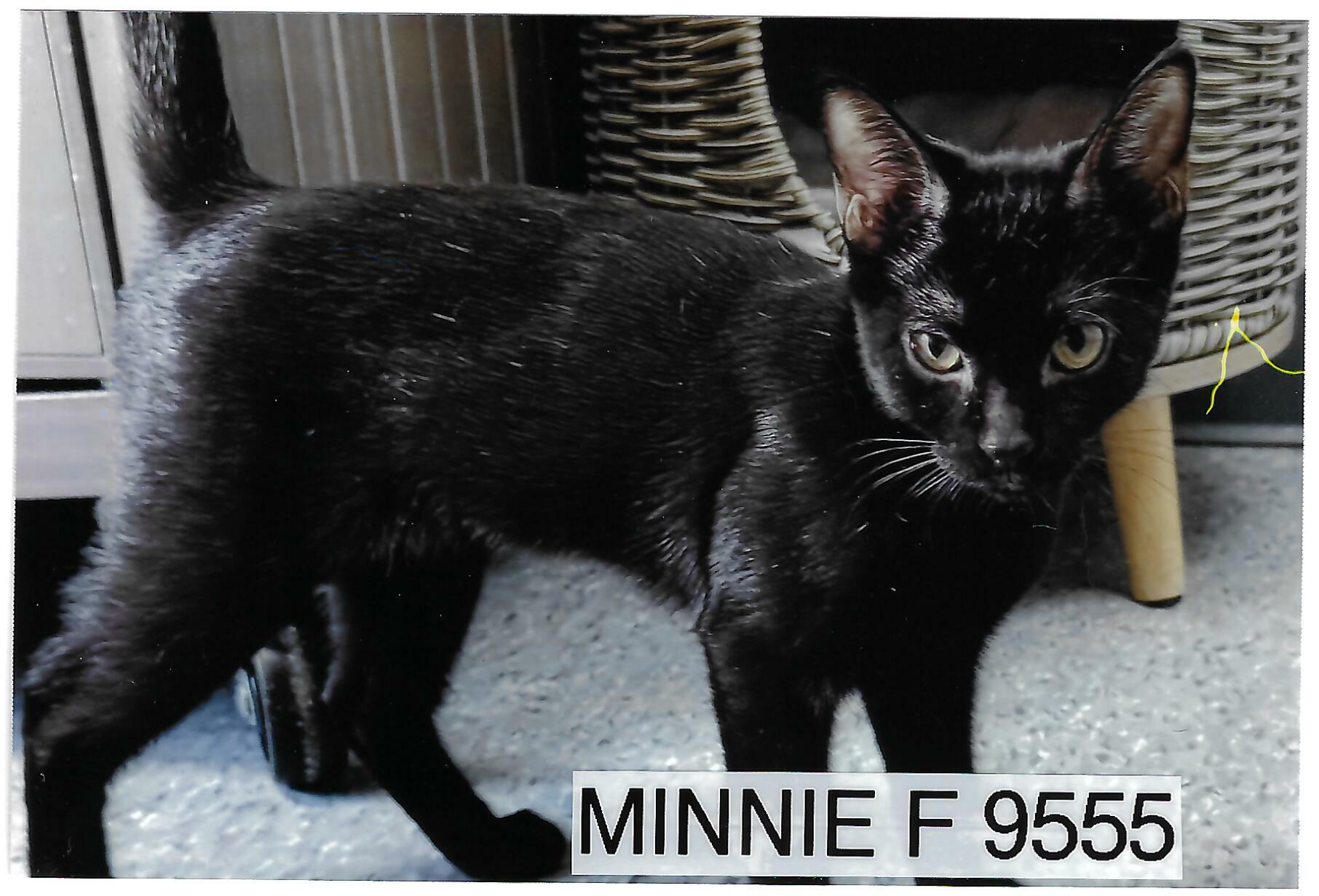 Minnie, adoptable, Young Female American Shorthair.
