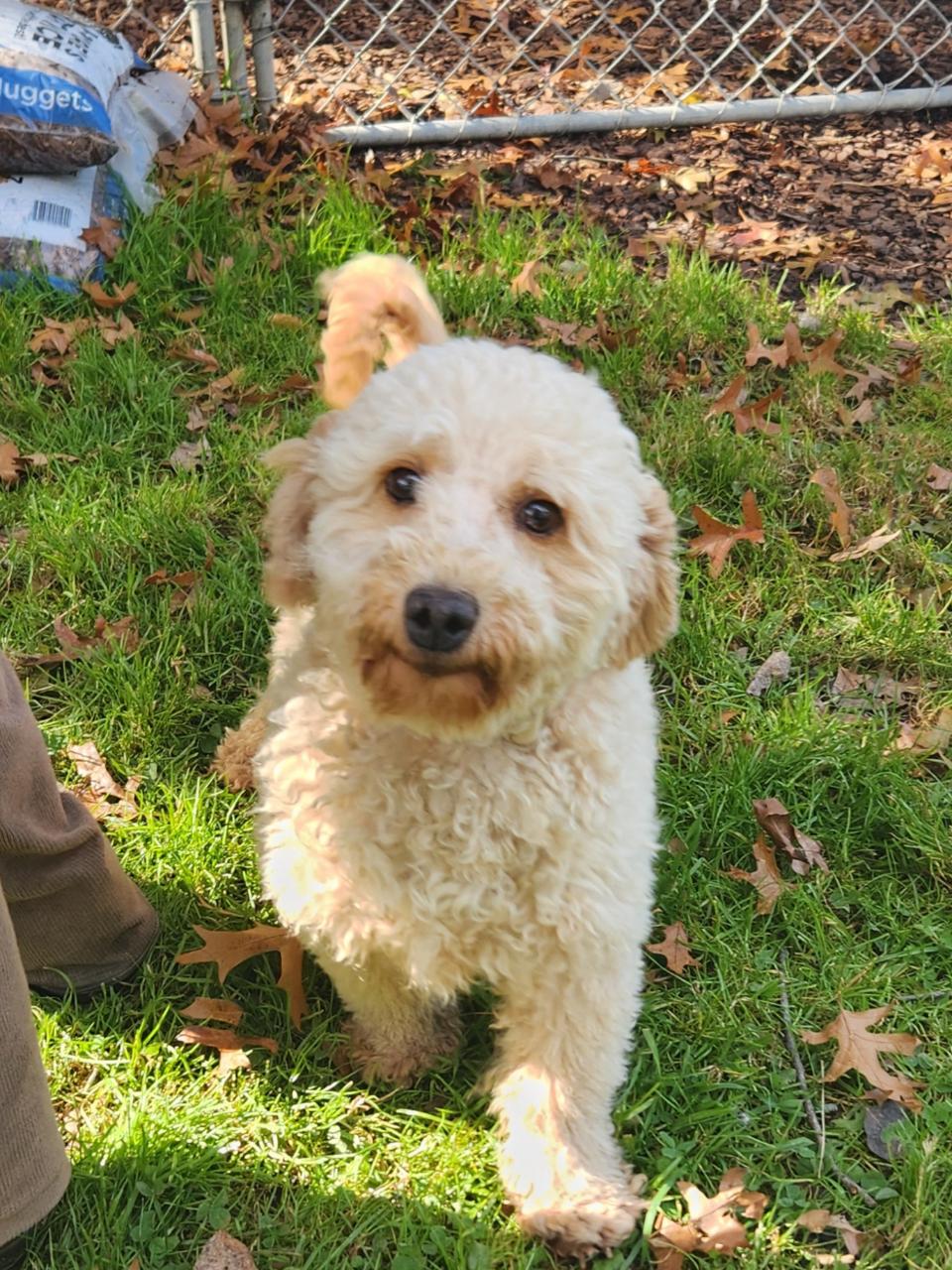 Blue, adopted, Adult Female Miniature Poodle.