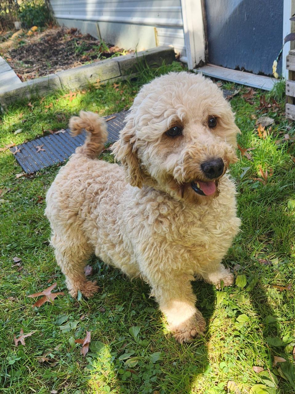 Enlarge Blue, an adopted Miniature Poodle in Trumansburg, NY image 2/3