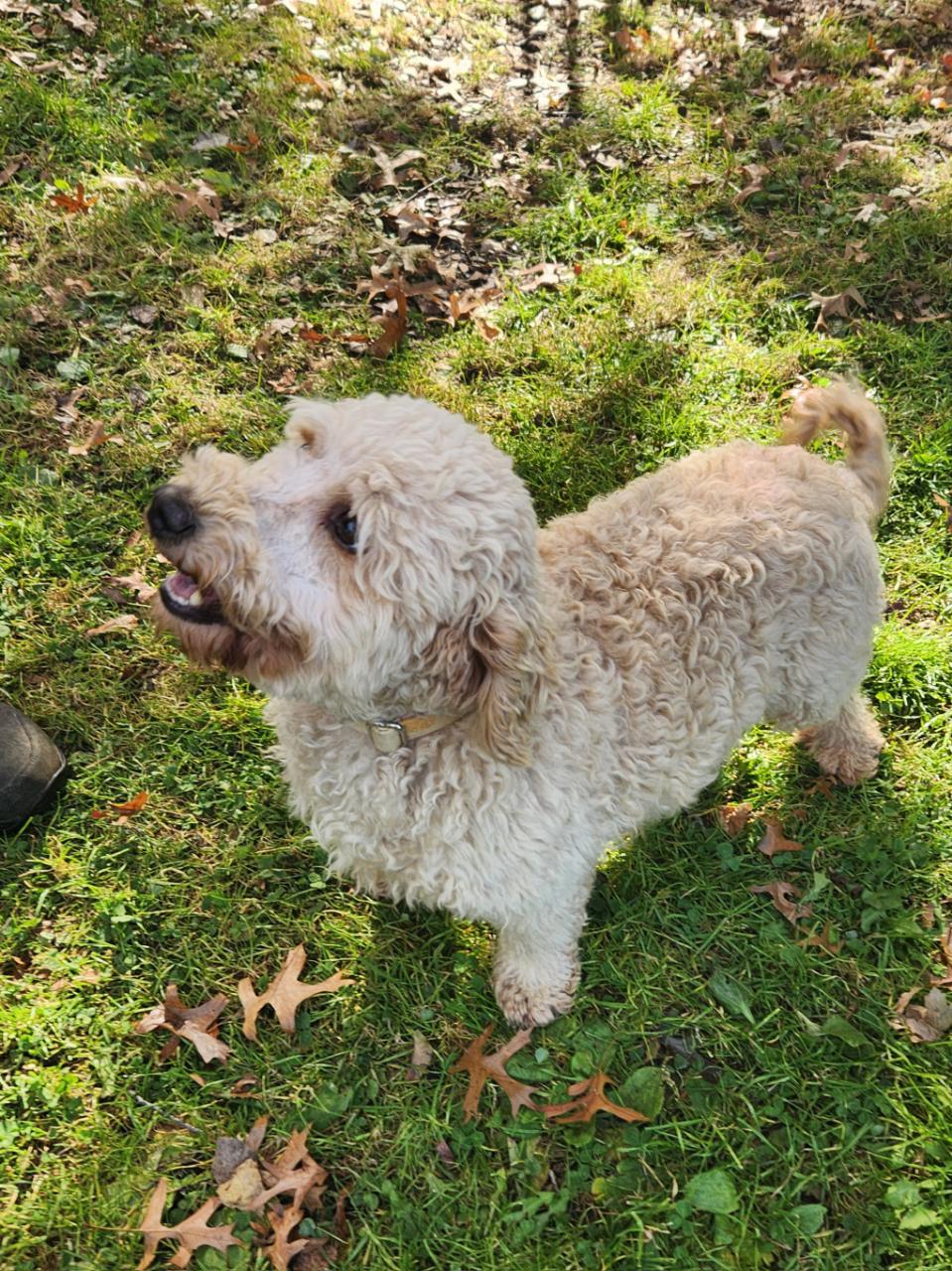 Enlarge Blue, an adopted Miniature Poodle in Trumansburg, NY image 3/3