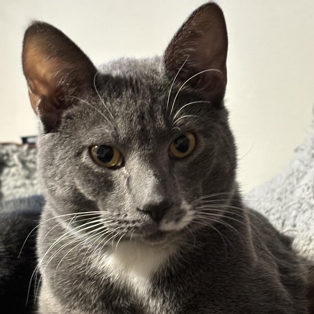 Sparks, Adopted, Young Male Domestic Short Hair.