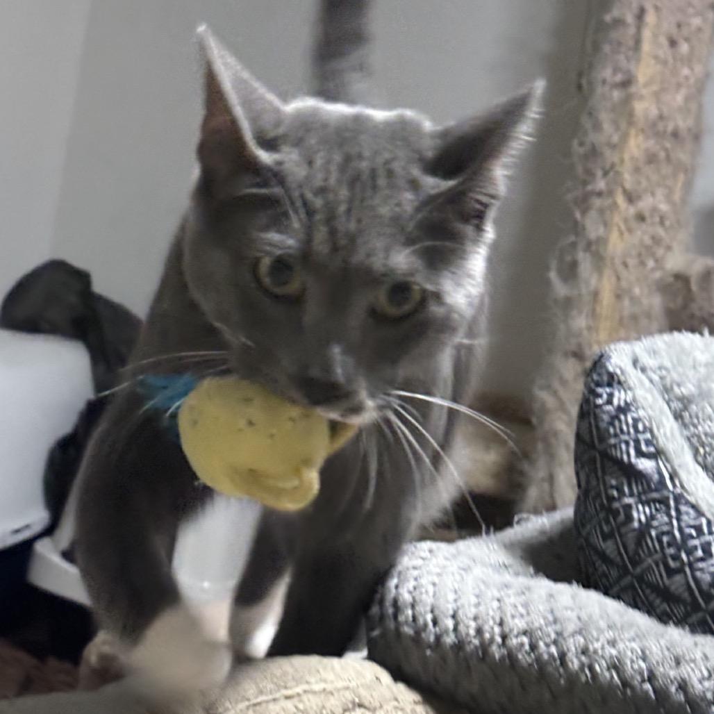 Enlarge Sparks, a Adopted Domestic Short Hair in Bismarck, ND image 2/4