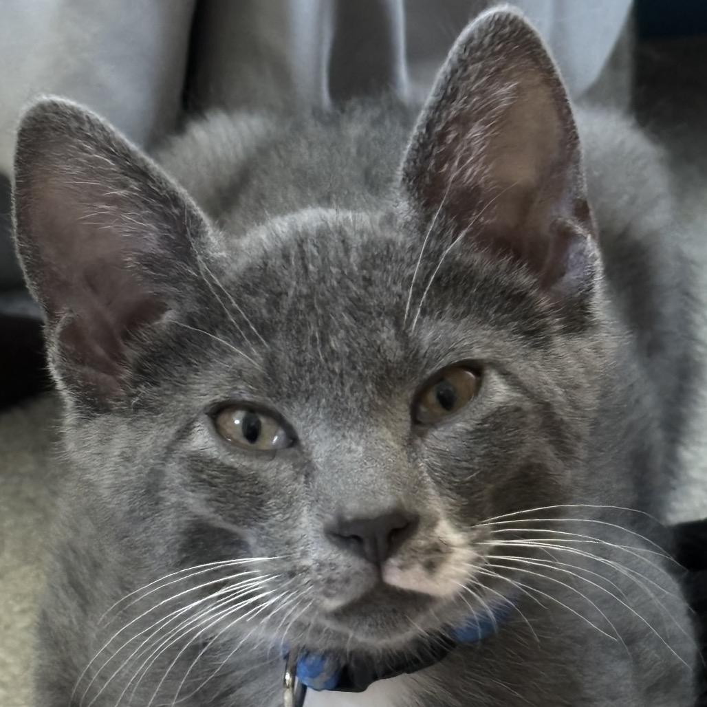 Enlarge Sparks, a Adopted Domestic Short Hair in Bismarck, ND image 3/4