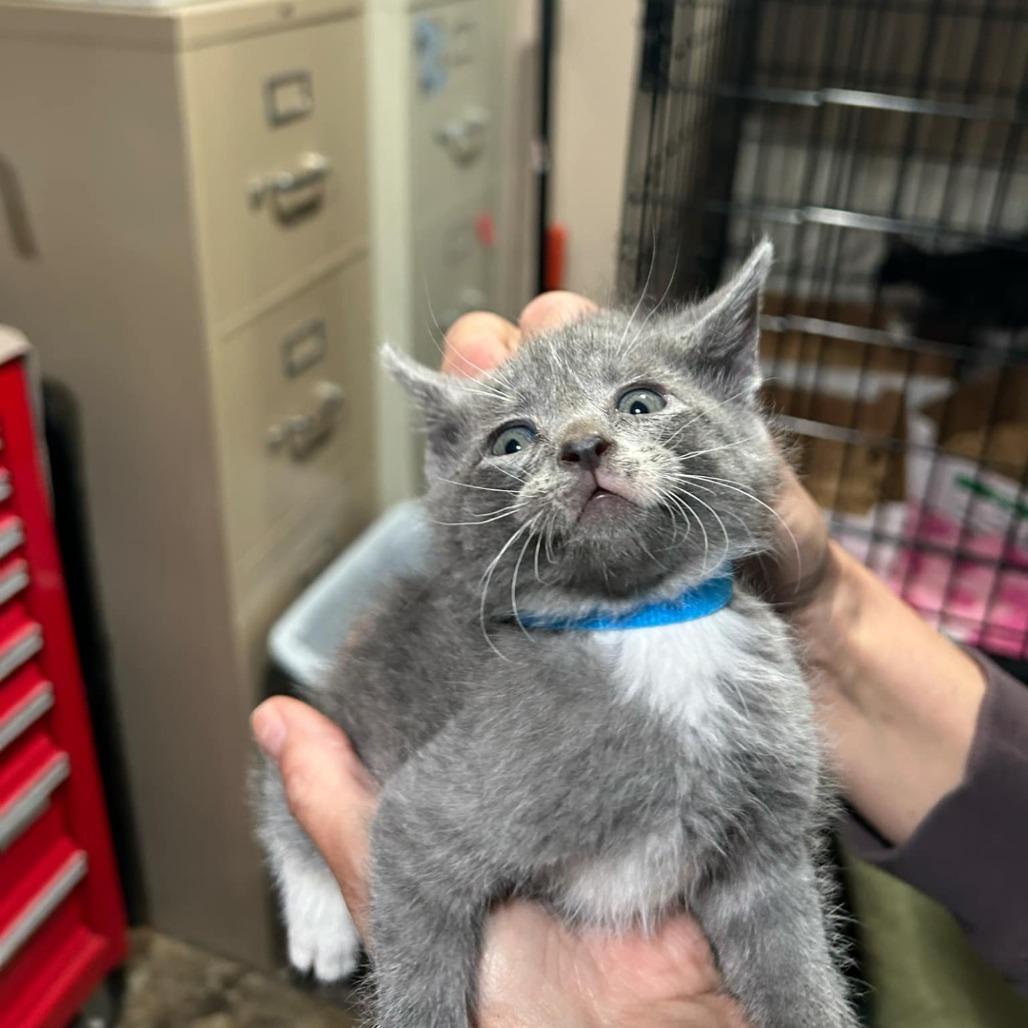 Enlarge Sparks, a Adopted Domestic Short Hair in Bismarck, ND image 4/4
