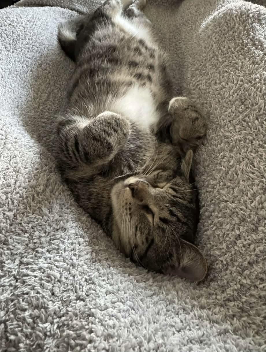 Enlarge Evie (bonded pair with Seely), a Adoptable Domestic Short Hair in Champaign, IL image 1/3