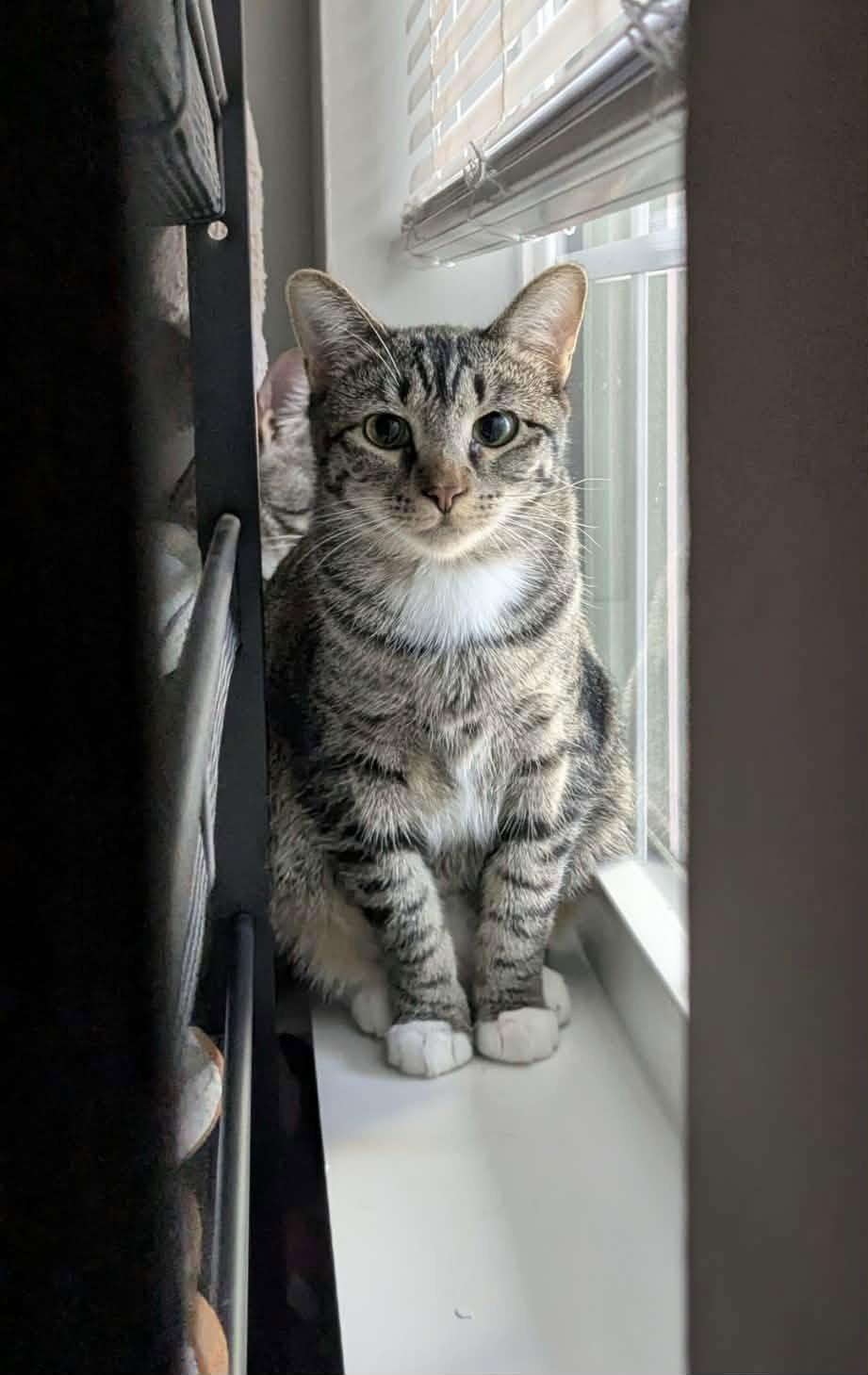 Enlarge Evie (bonded pair with Seely), a Adoptable Domestic Short Hair in Champaign, IL image 2/3