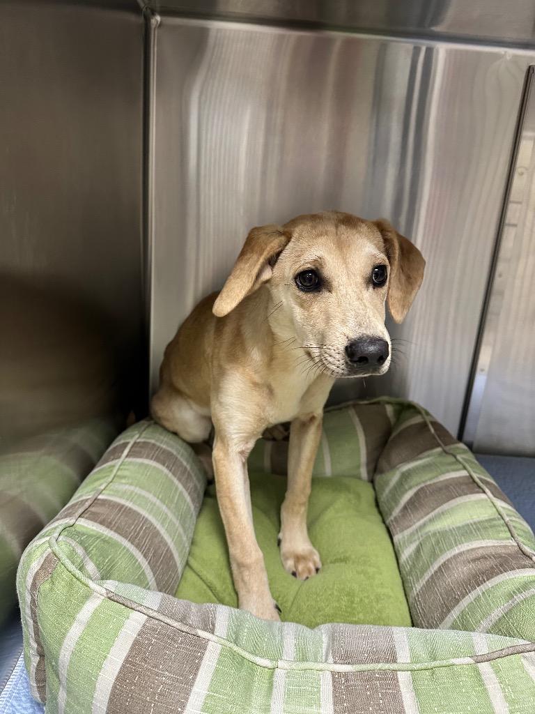 Enlarge Sheila, a Adoptable mixed breed in Blountville, TN image 1/1