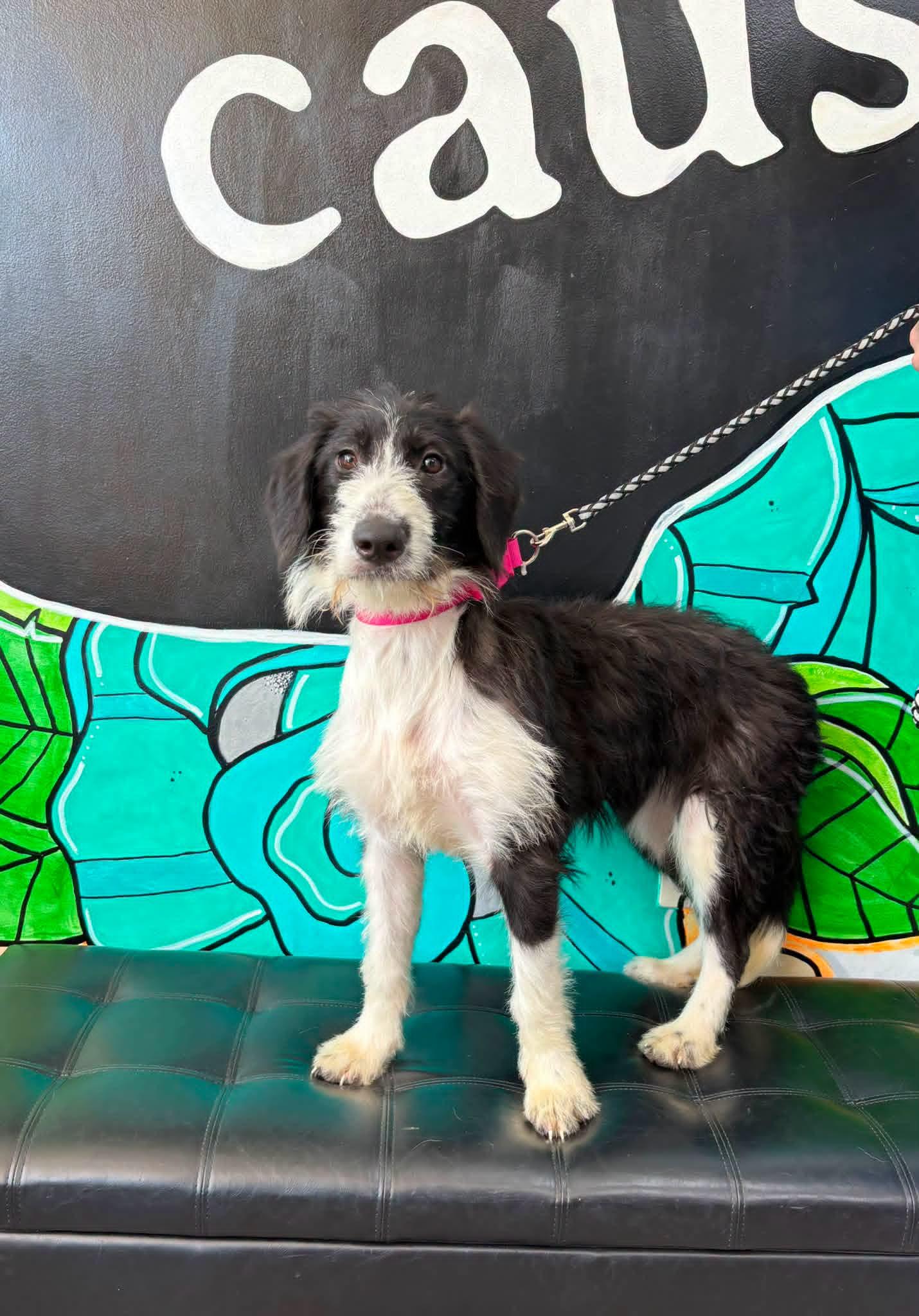 PIPER, an adopted Aussiedoodle in Vandergrift, PA image 1/2