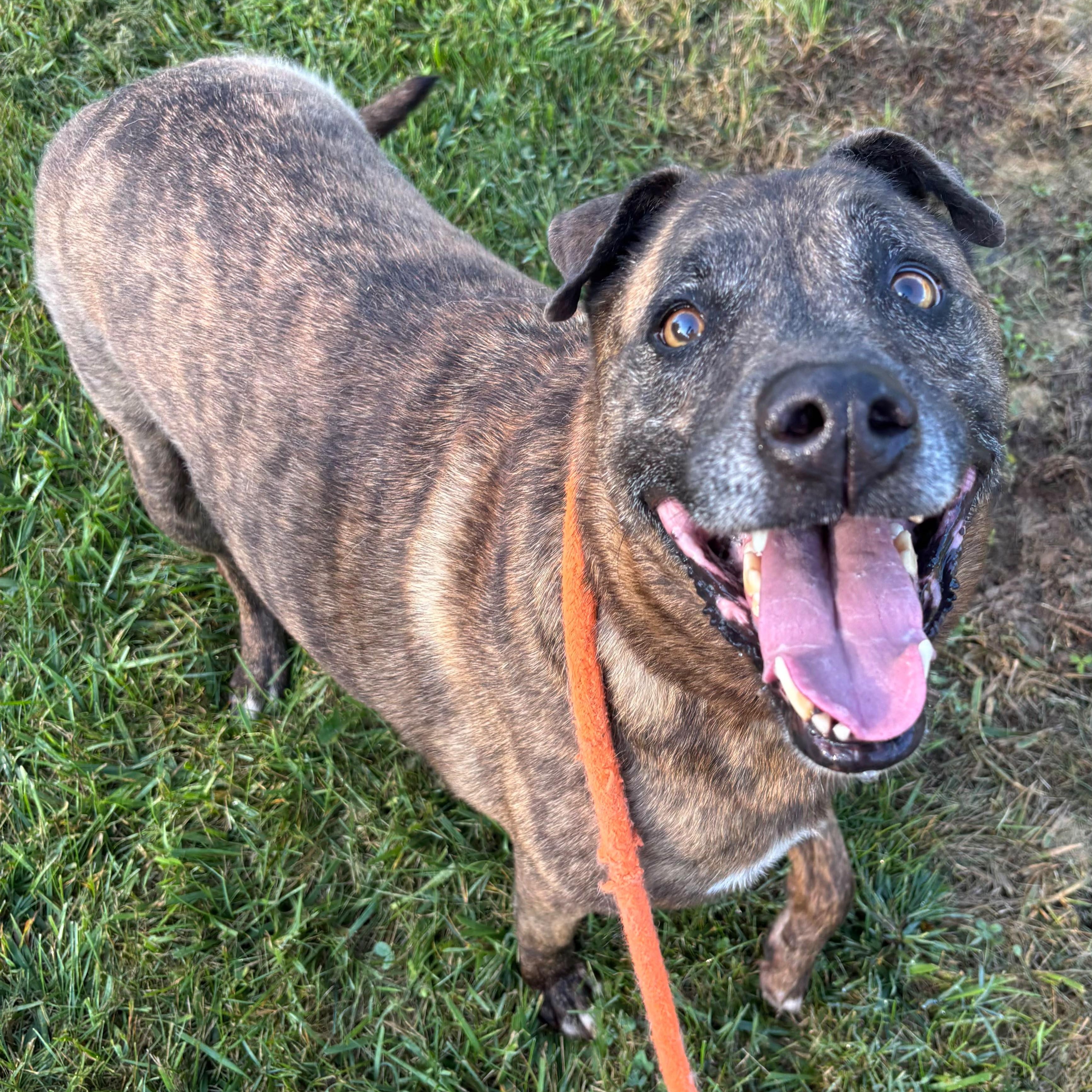 Enlarge Rudy, a Adoptable mixed breed in Benton Harbor, MI image 2/2