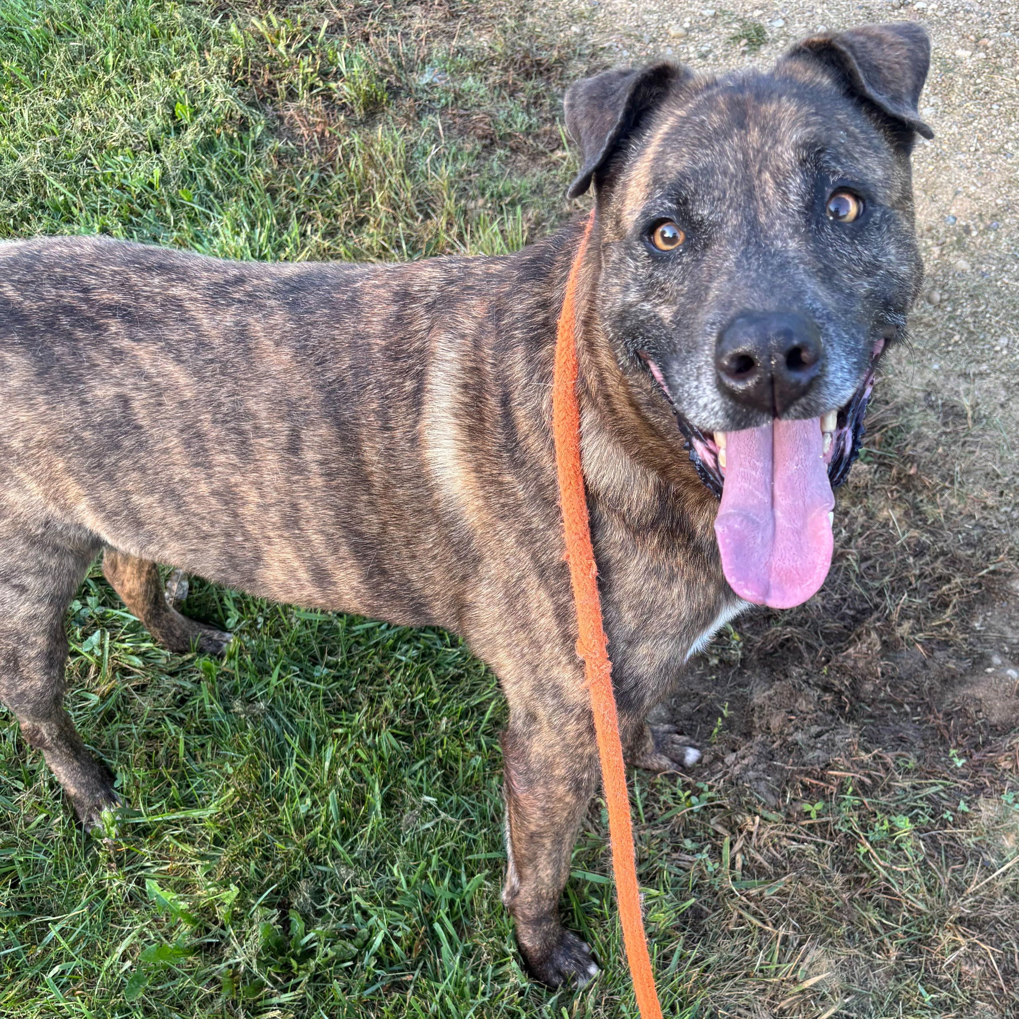 Rudy, Adoptable, Adult Male Pit Bull Terrier.