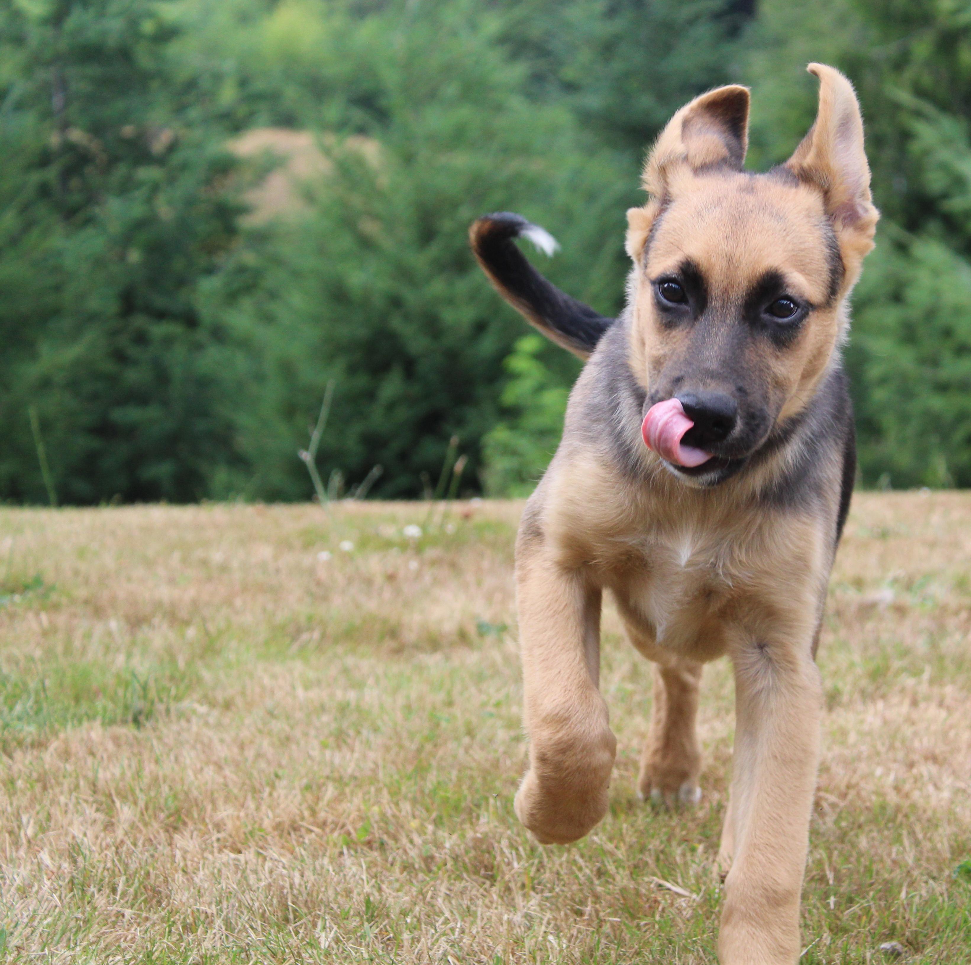 Malibu (Cali litter), a Adoptable mixed breed in Silvana, WA image 3/6