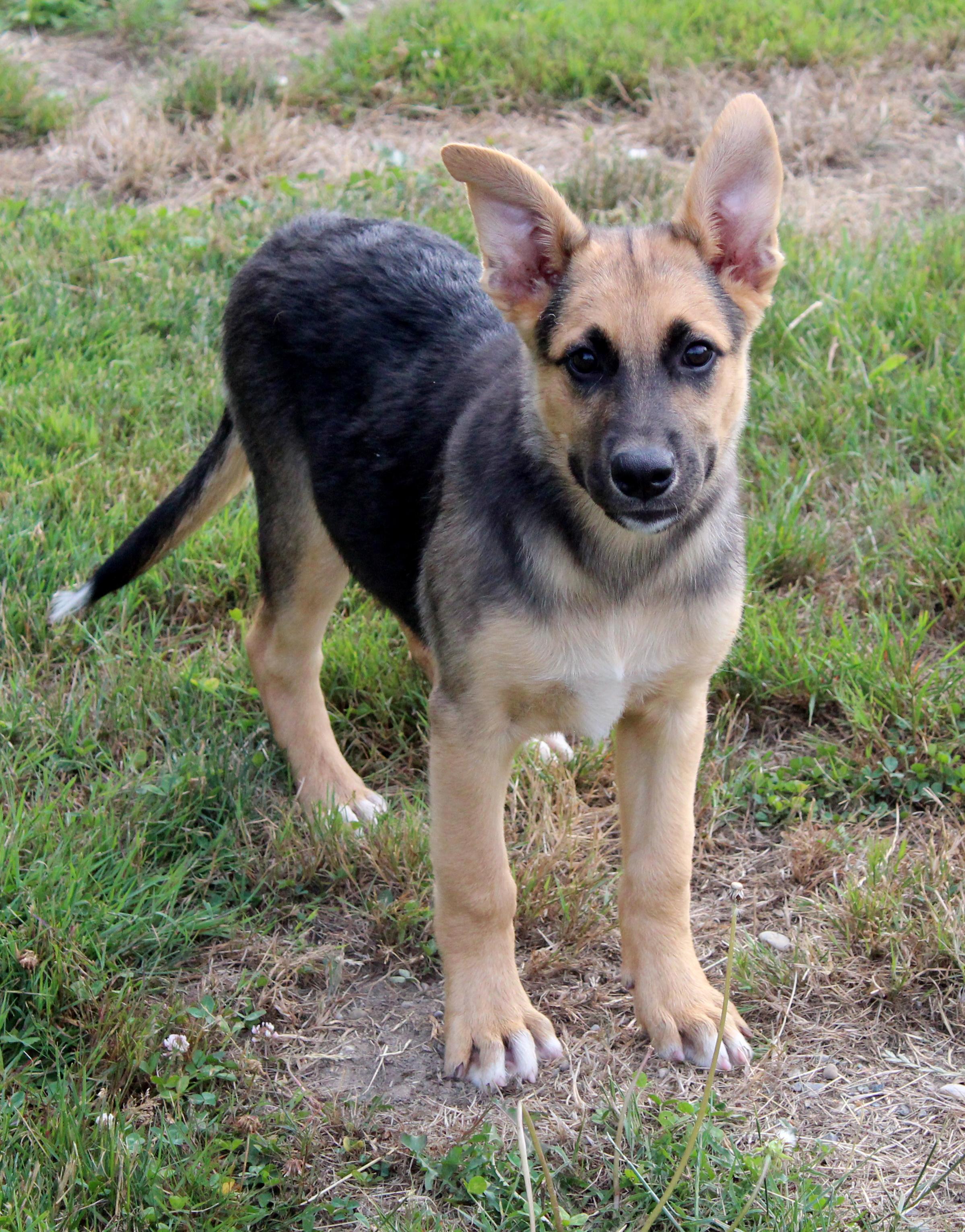 Malibu (Cali litter), a Adoptable mixed breed in Silvana, WA image 2/6