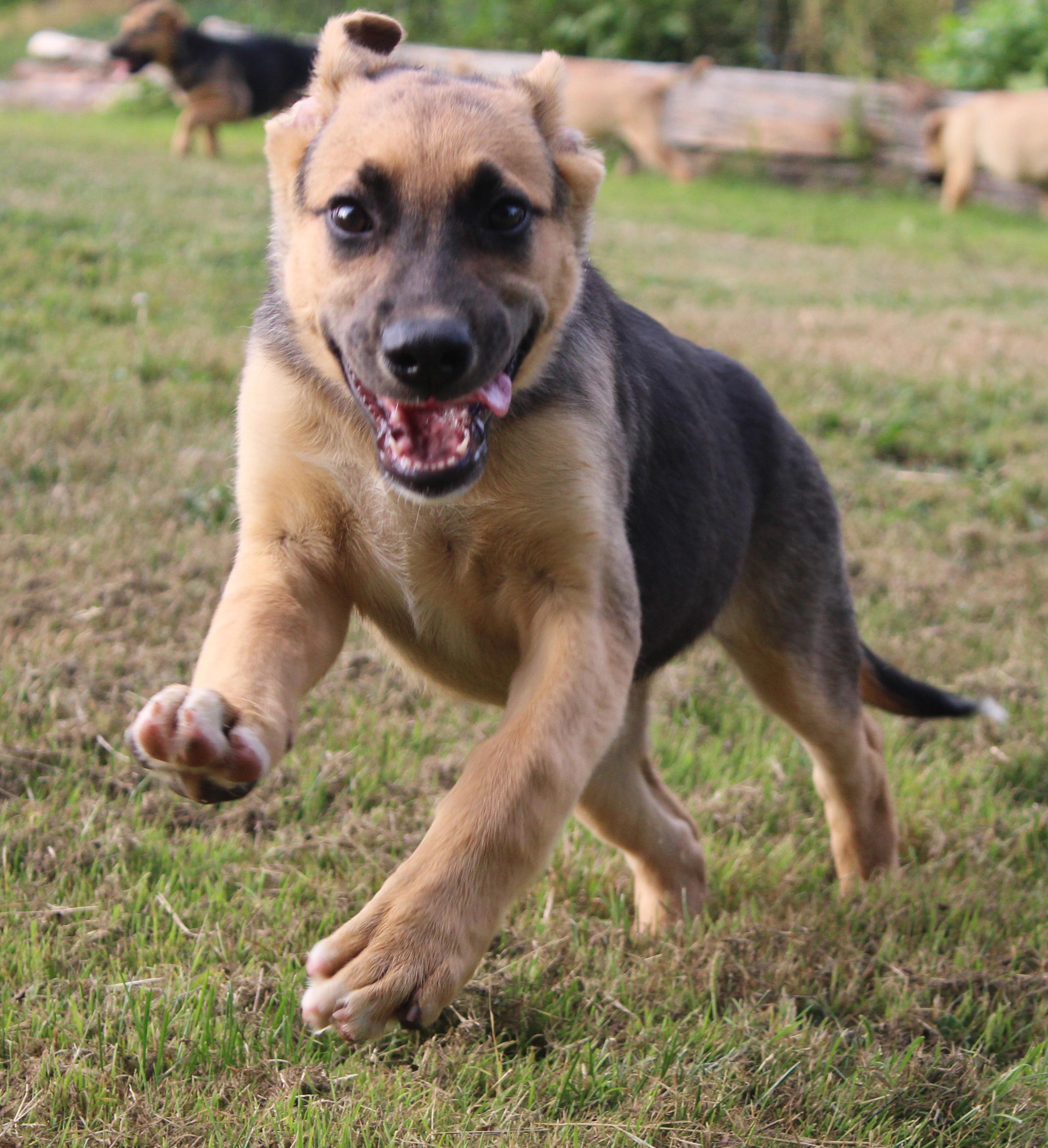 Malibu (Cali litter), a Adoptable mixed breed in Silvana, WA image 5/6