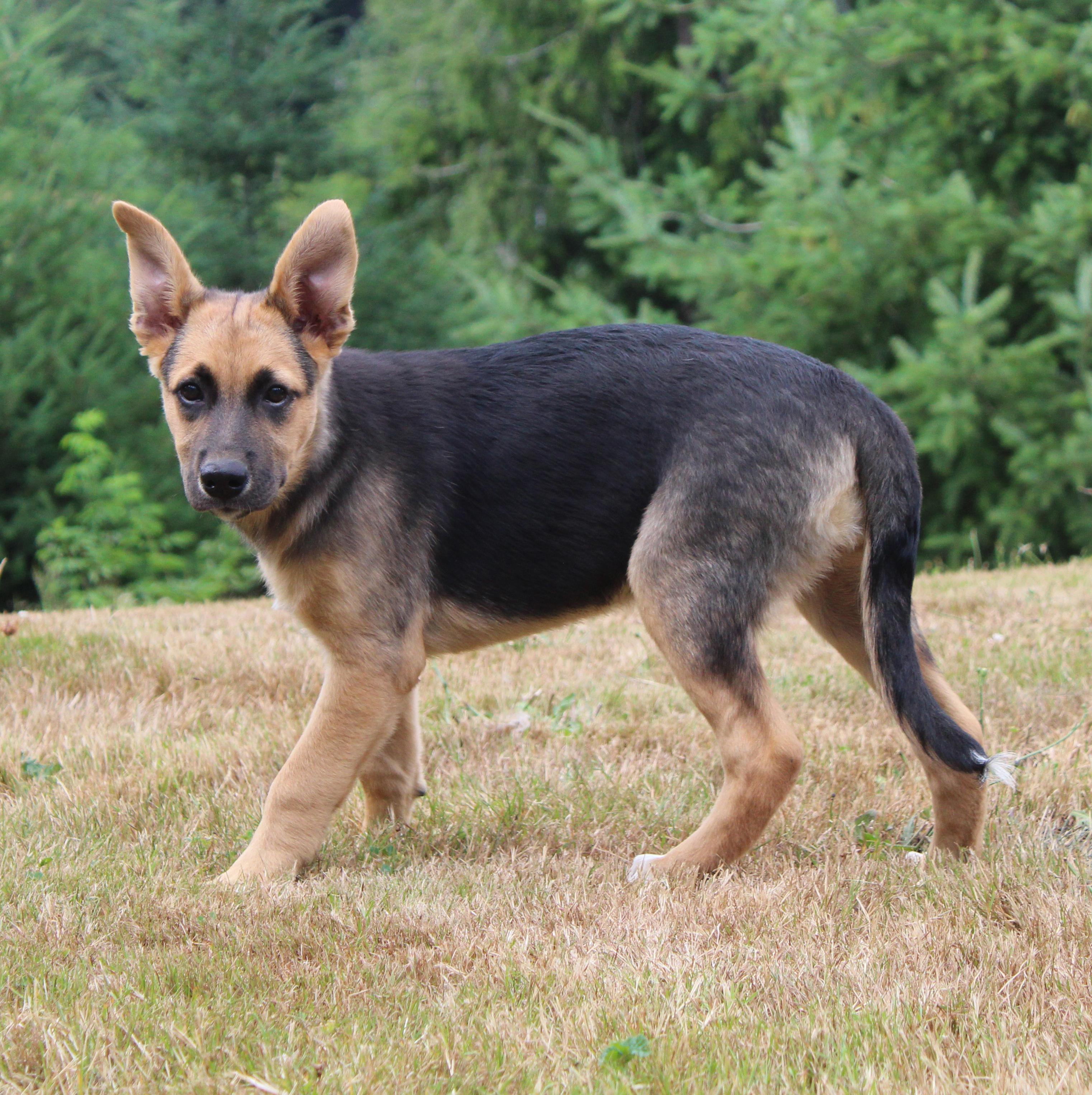 Malibu (Cali litter), Adoptable, Puppy Female German Shepherd Dog & Great Pyrenees.