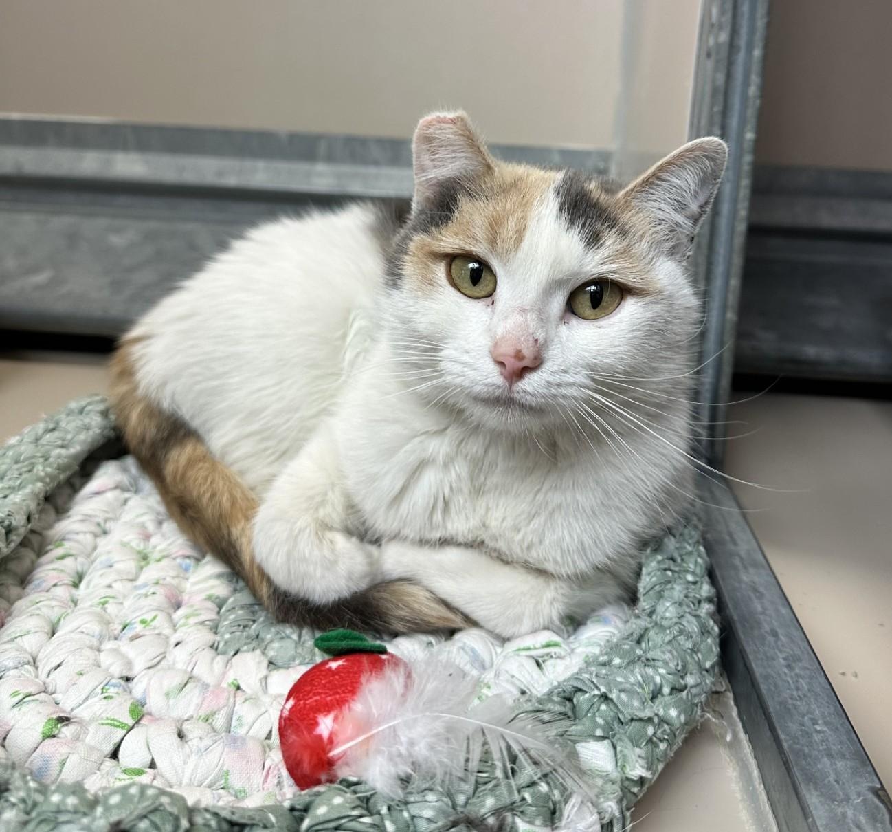 60999935, adopted, Adult Female Domestic Short Hair.