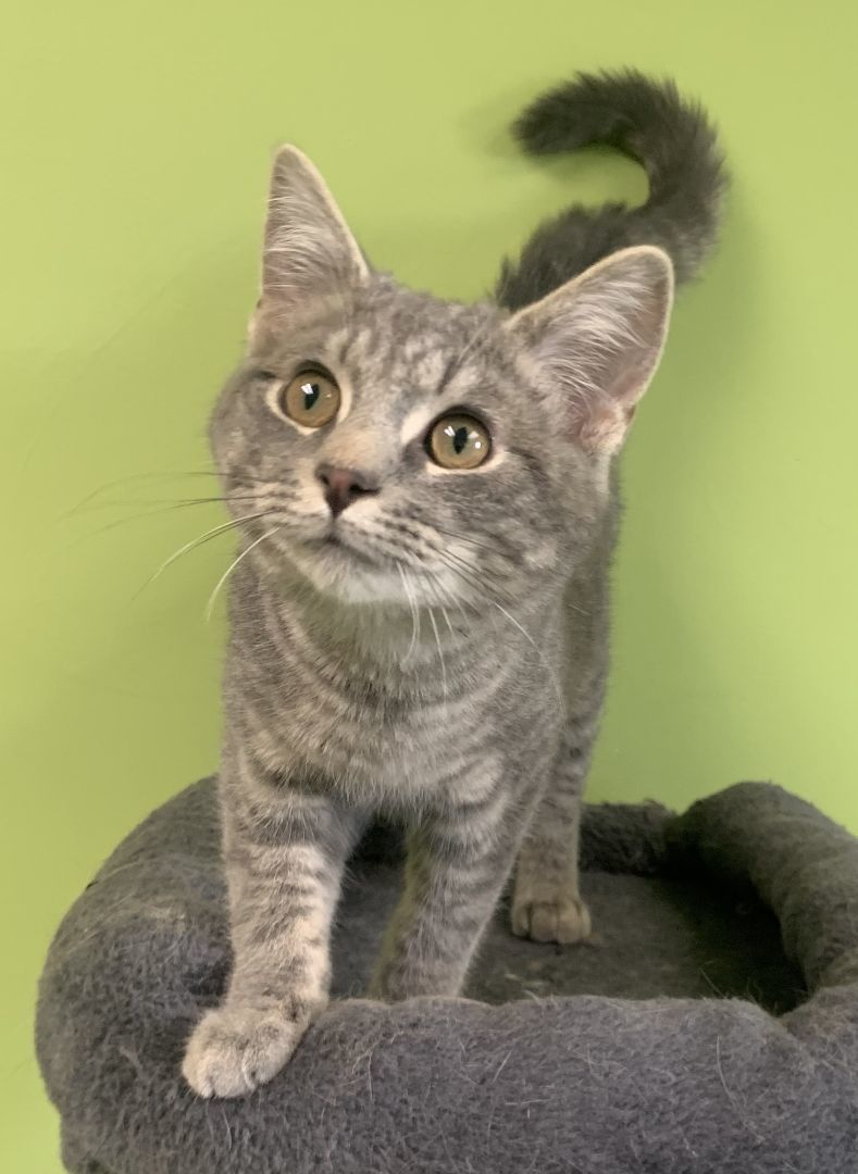 Schnucks, an adopted Domestic Short Hair in Normal, IL_image-1