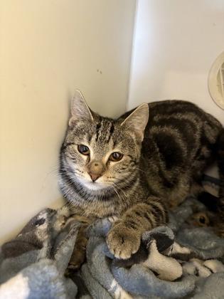 Benjamin, Adoptable, Young Male Domestic Short Hair & Domestic Short Hair.