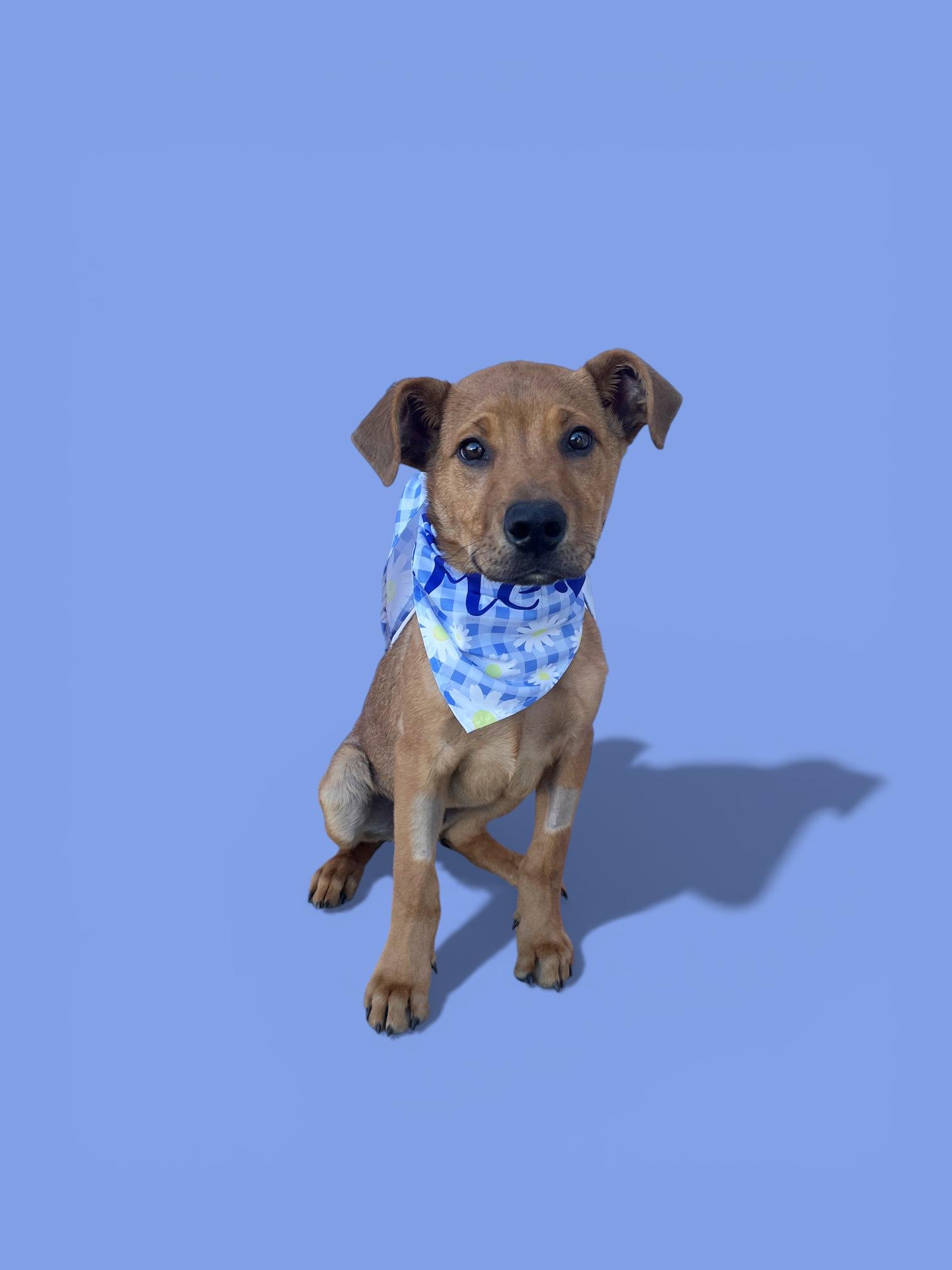 Enlarge Sammy-ADOPT Me!!, an adopted mixed breed in Redondo Beach, CA image 4/6