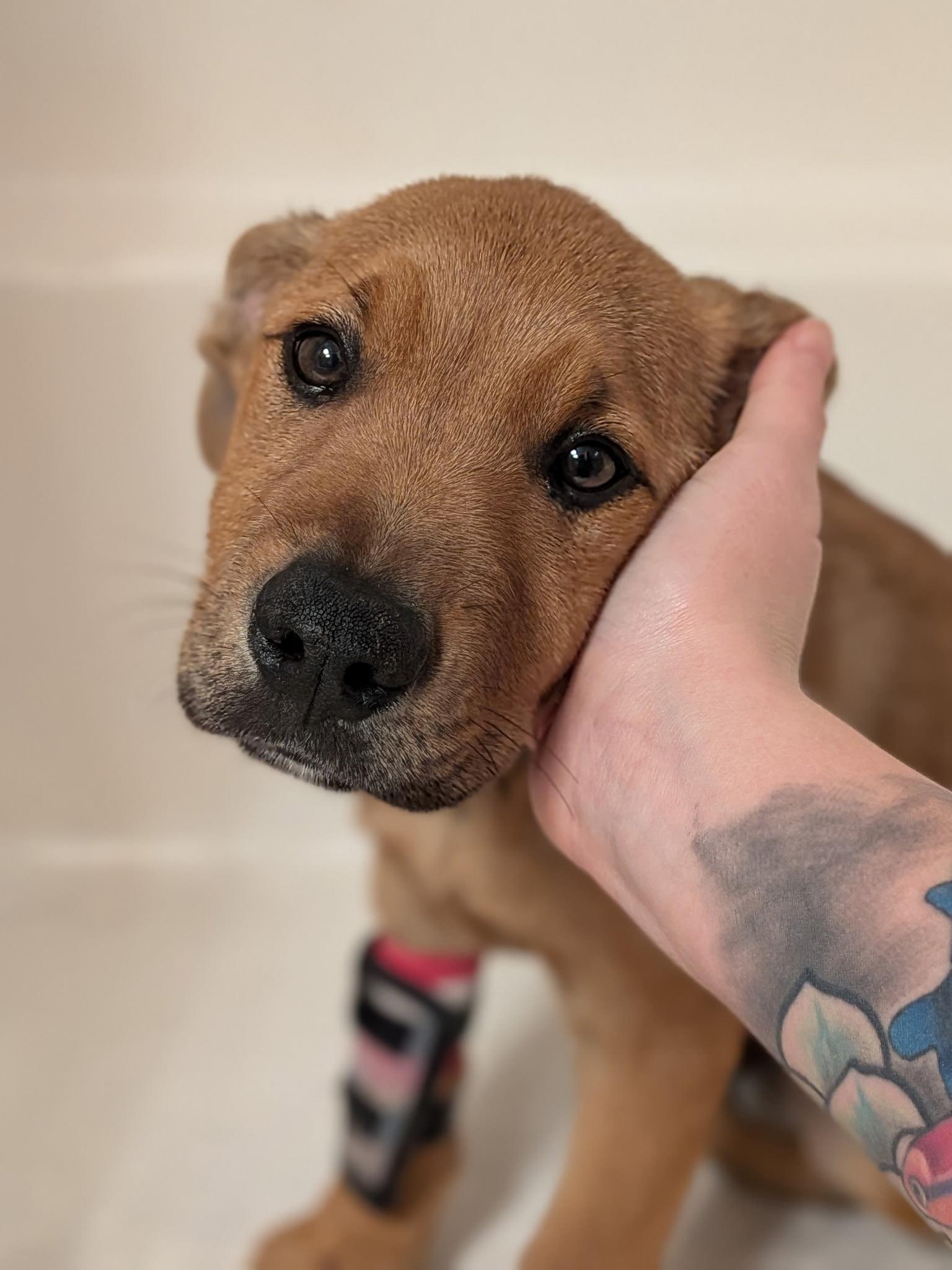 Enlarge Sammy-ADOPT Me!!, an adopted mixed breed in Redondo Beach, CA image 2/6