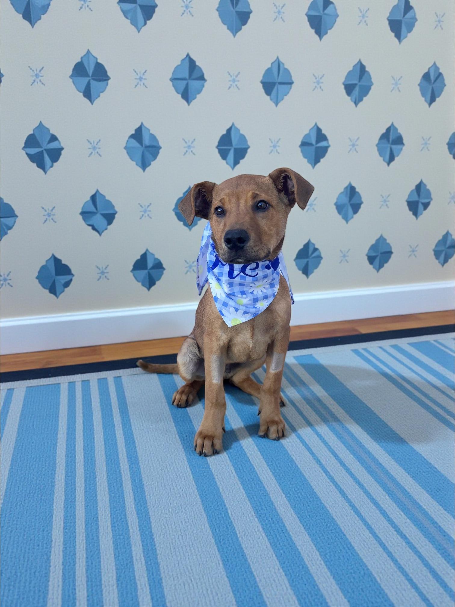 Enlarge Sammy-ADOPT Me!!, an adopted mixed breed in Redondo Beach, CA image 5/6