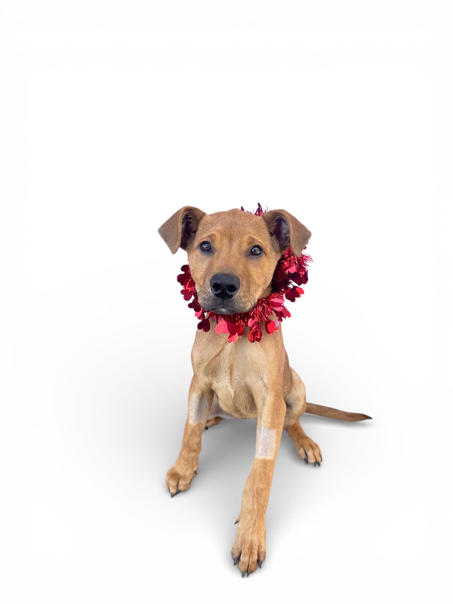 Enlarge Sammy-ADOPT Me!!, an adopted mixed breed in Redondo Beach, CA image 6/6