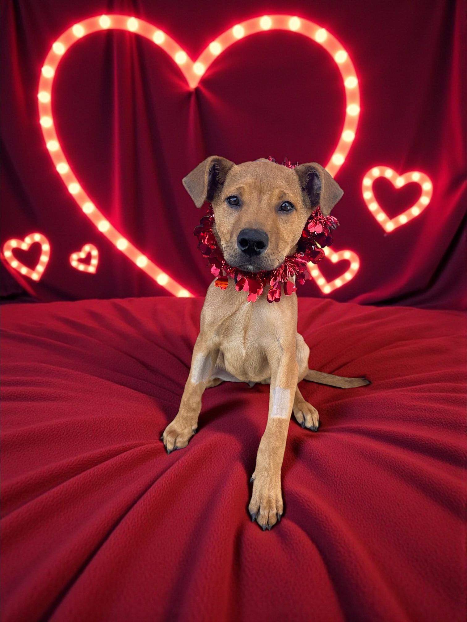 Enlarge Sammy-ADOPT Me!!, an adopted mixed breed in Redondo Beach, CA image 1/6