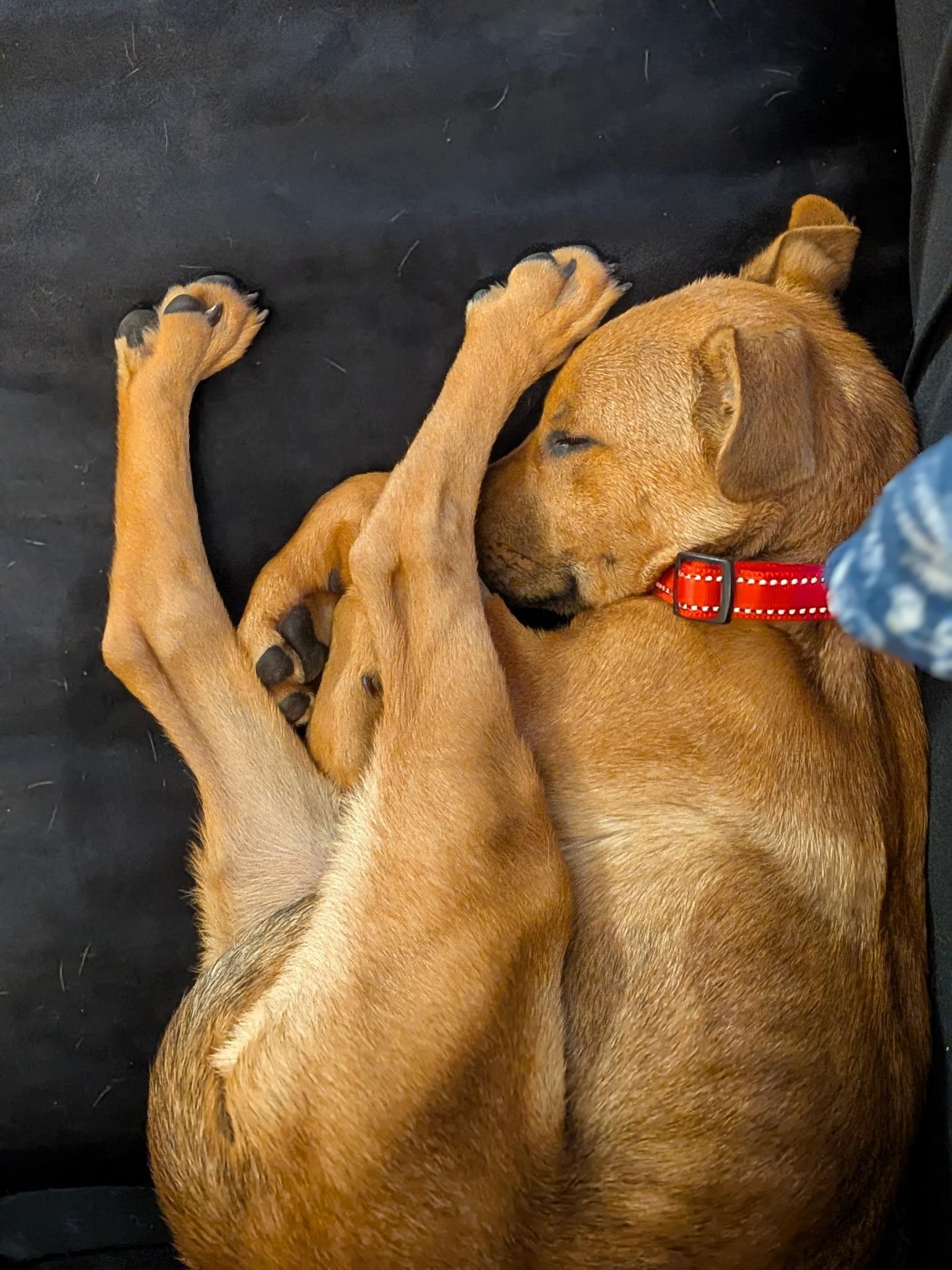 Enlarge Sammy-ADOPT Me!!, an adopted mixed breed in Redondo Beach, CA image 3/6