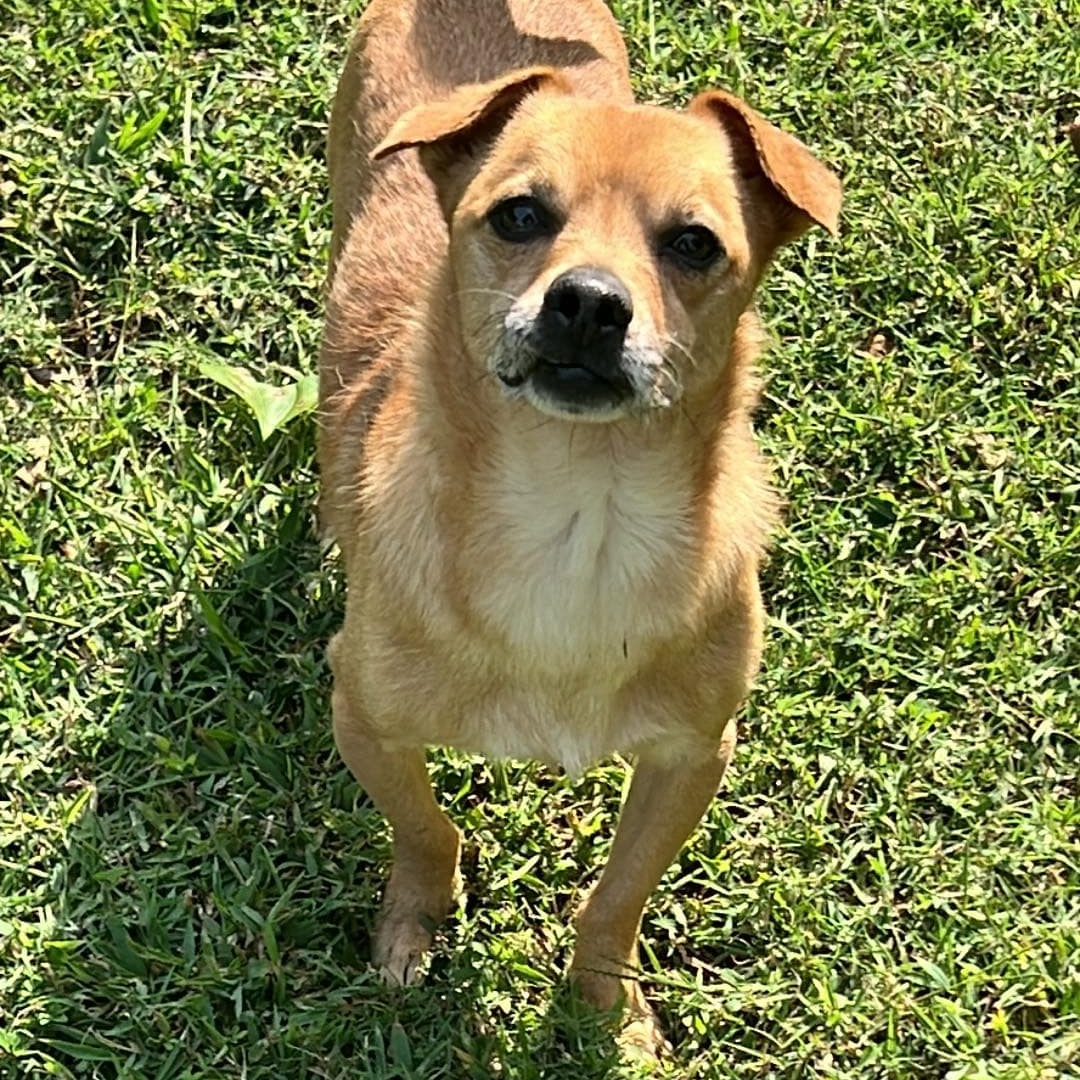 Enlarge Barney, a Adopted Chiweenie in Greenville, SC image 2/6