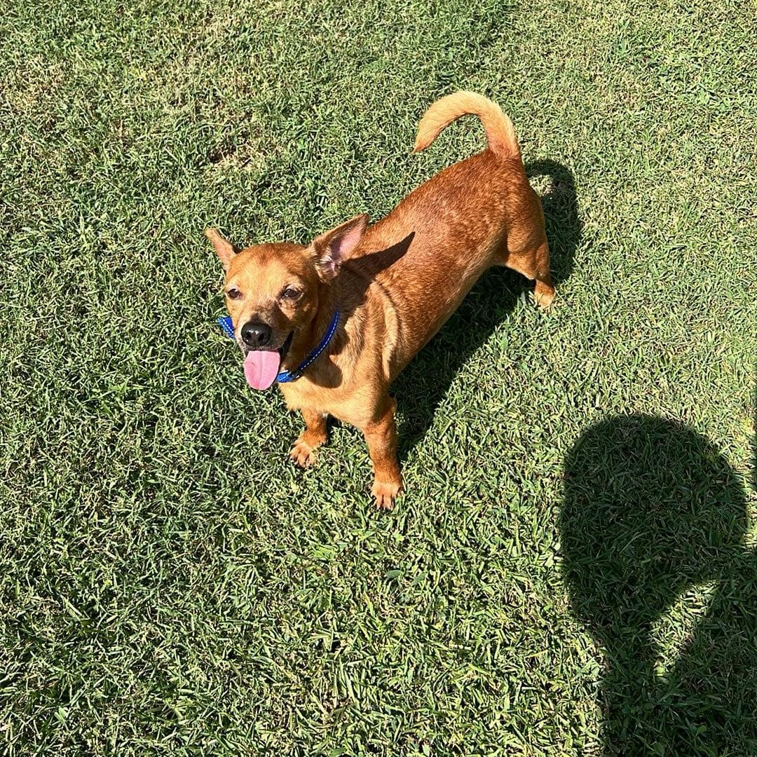 Enlarge Barney, a Adopted Chiweenie in Greenville, SC image 6/6