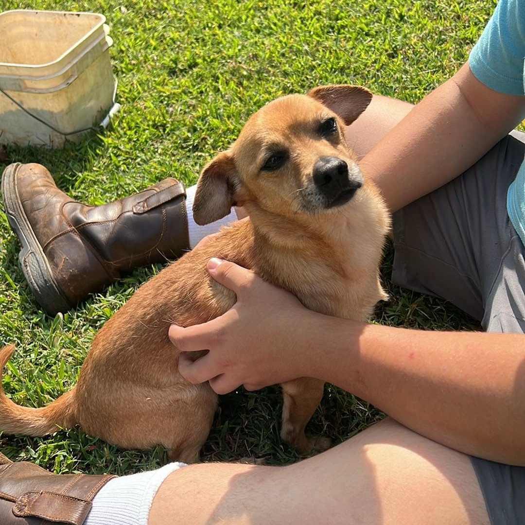 Barney, Adopted, Young Male Chiweenie.