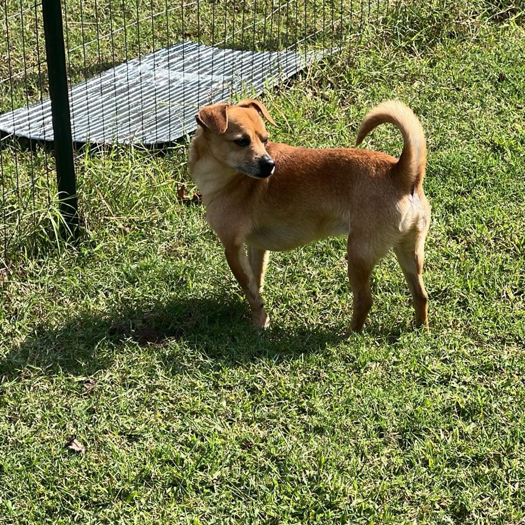 Enlarge Barney, a Adopted Chiweenie in Greenville, SC image 4/6