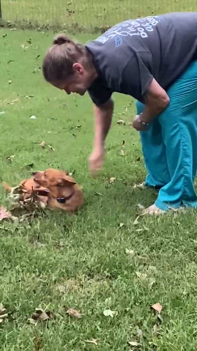 Enlarge Barney, a Adopted Chiweenie in Greenville, SC video 3/6