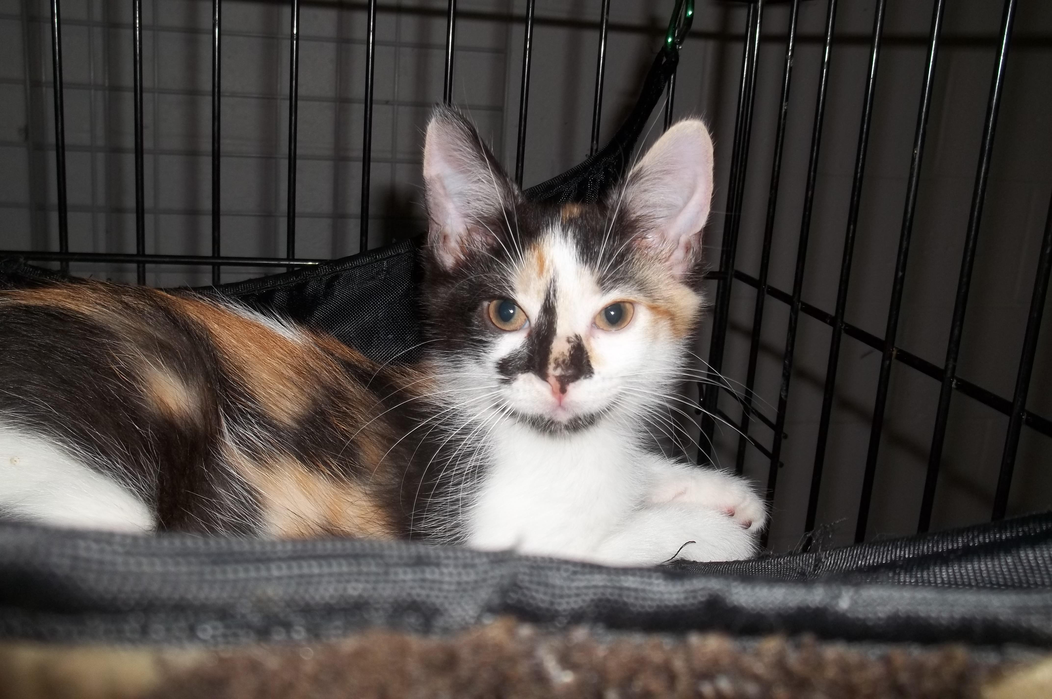 Enlarge Baby Ruth, a Adopted Domestic Short Hair in Mount Pleasant, PA image 3/3