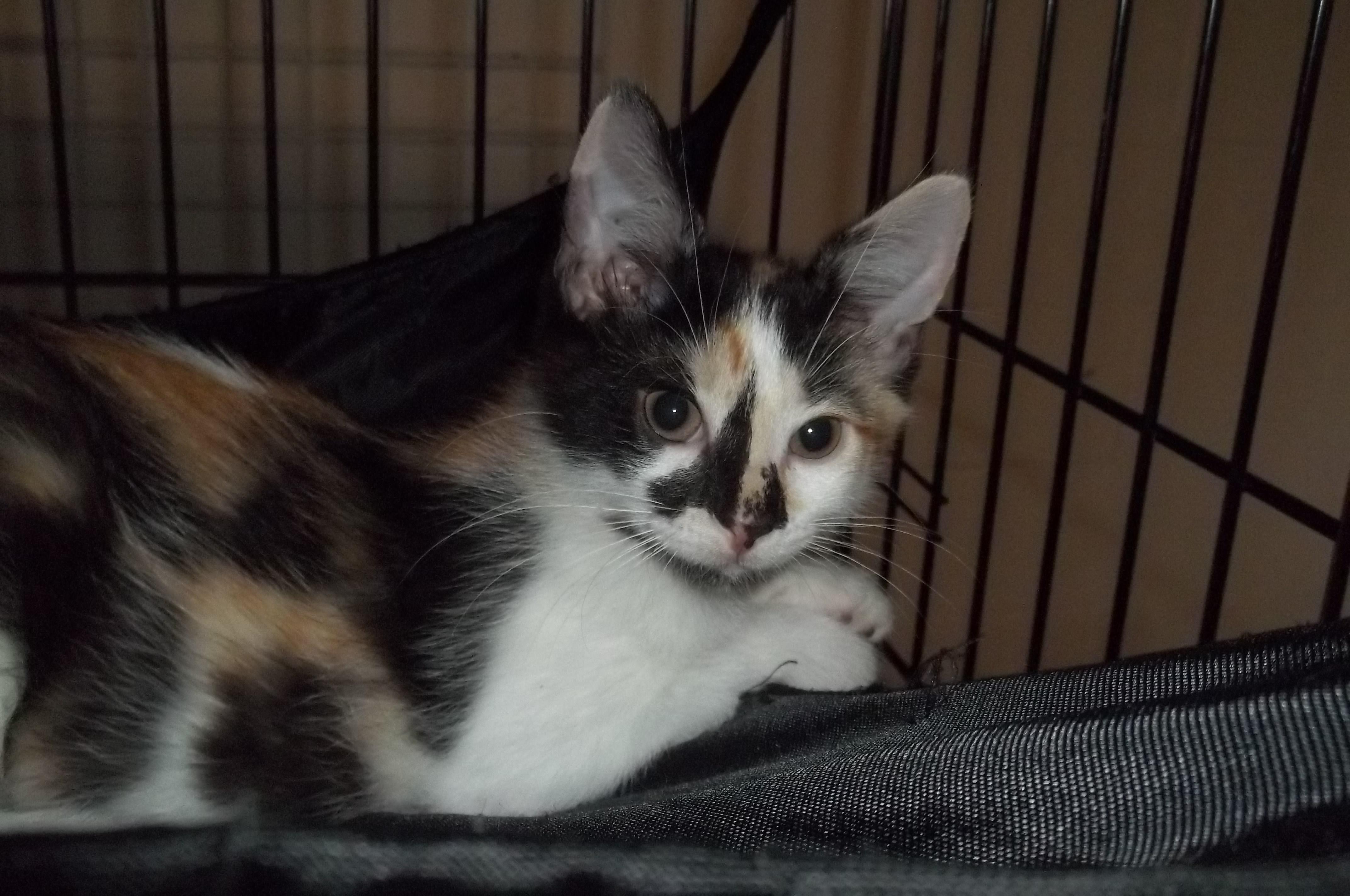 Baby Ruth, Adopted, Kitten Female Domestic Short Hair.