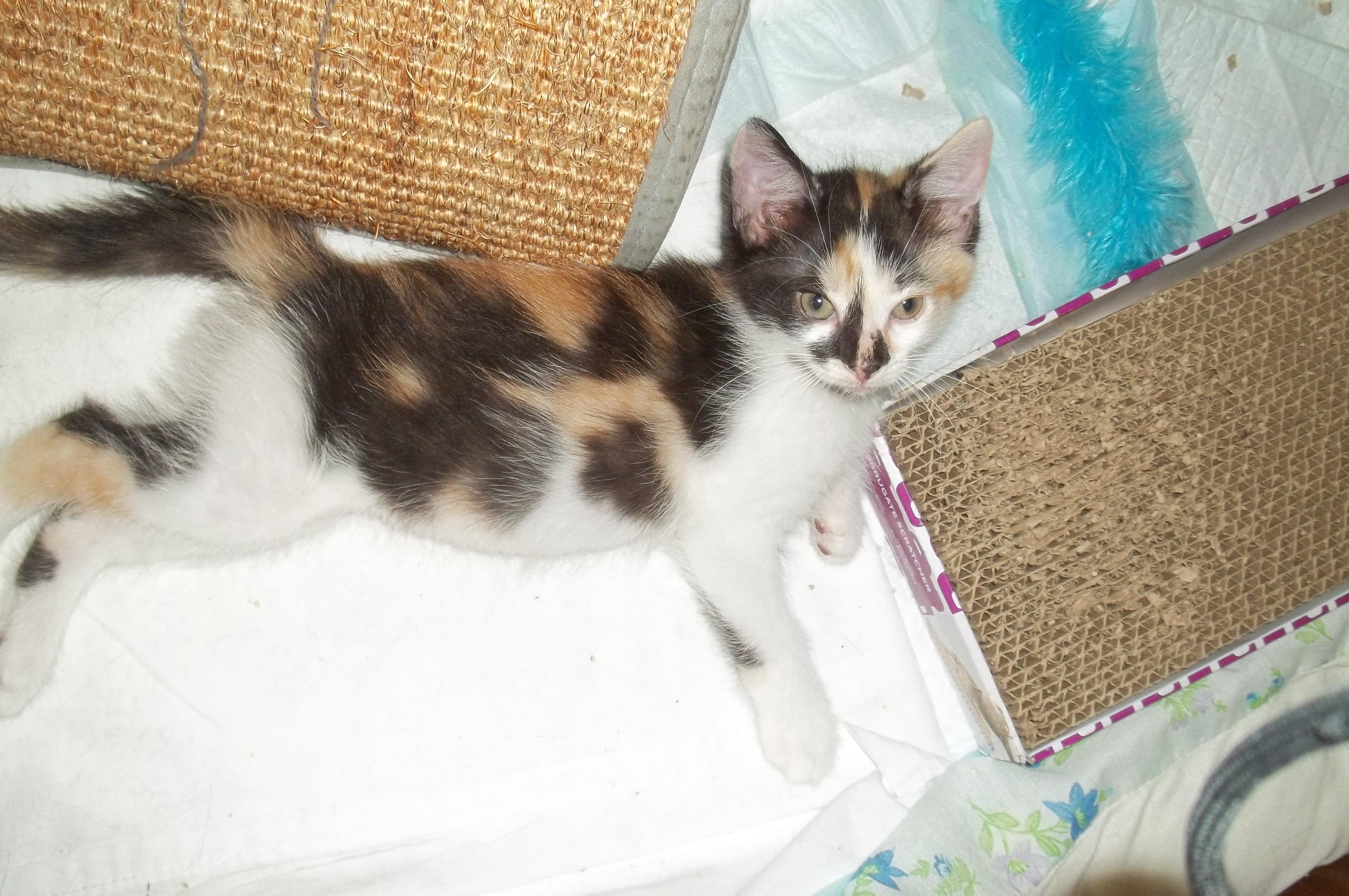 Enlarge Baby Ruth, a Adopted Domestic Short Hair in Mount Pleasant, PA image 2/3