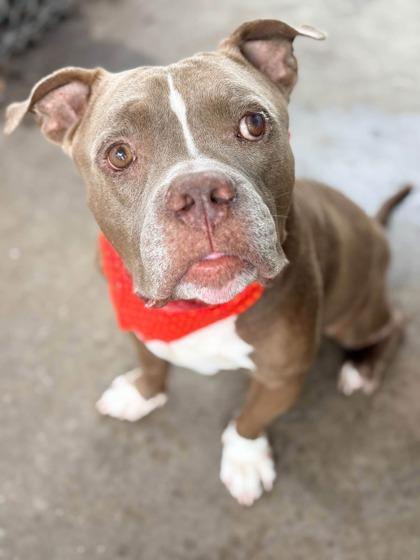 Enlarge Sawyer, a Adopted mixed breed in Inverness, FL image 1/3