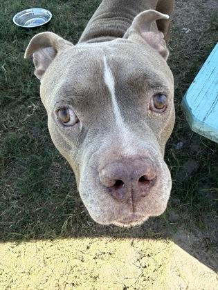 Enlarge Sawyer, a Adopted mixed breed in Inverness, FL image 3/3