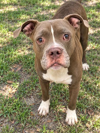 Enlarge Sawyer, a Adopted mixed breed in Inverness, FL image 2/3