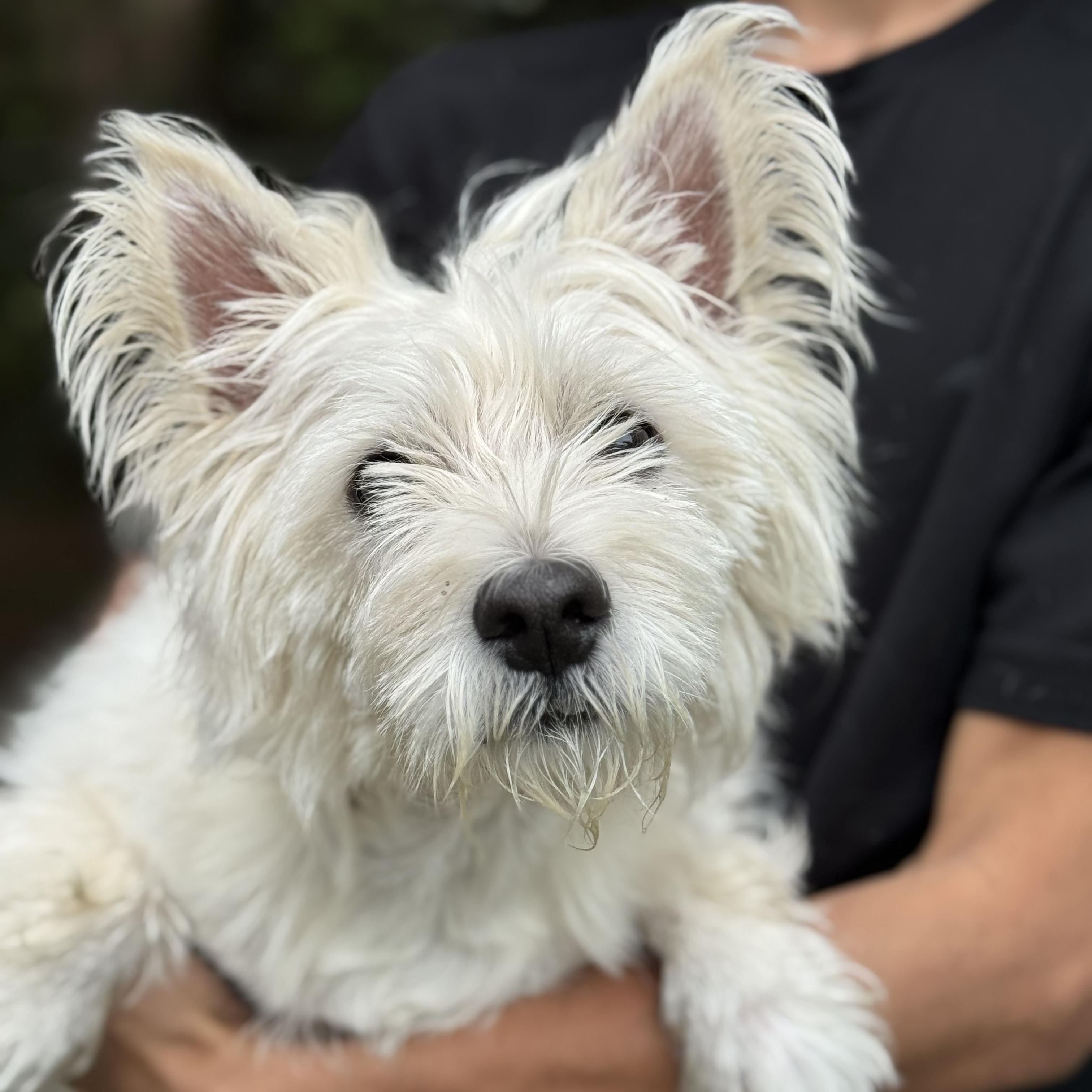 Honey, an adopted West Highland White Terrier / Westie in Mobile, AL image 1/2