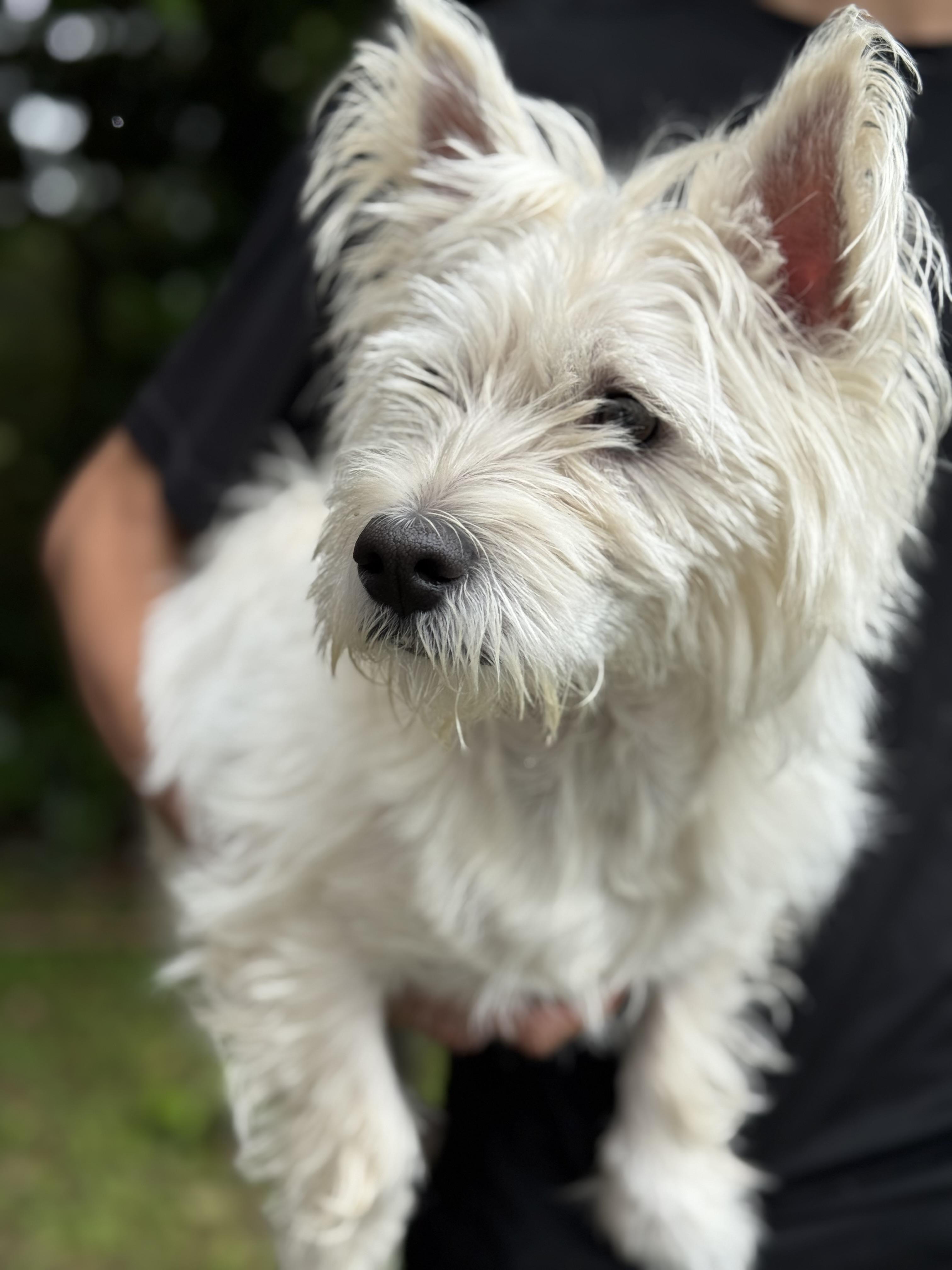 Honey, an adopted West Highland White Terrier / Westie in Mobile, AL image 2/2