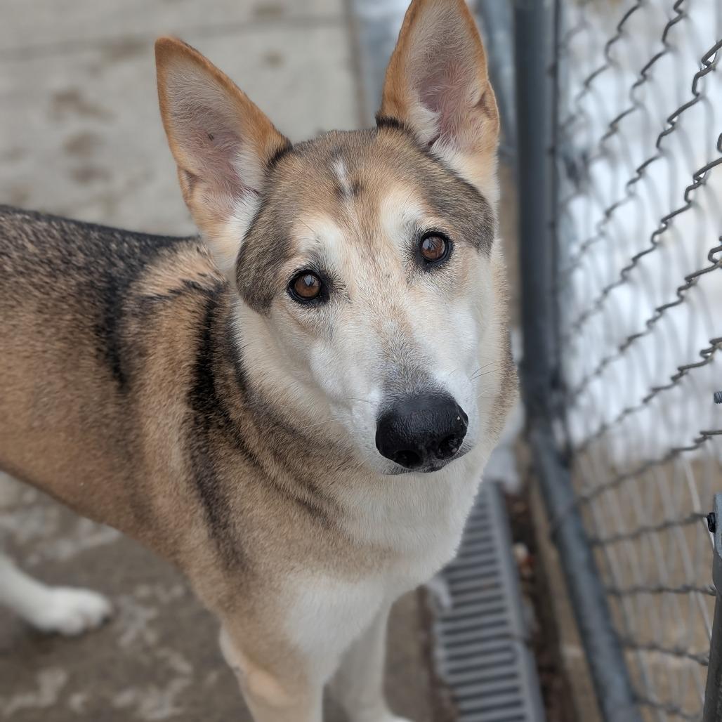 Timber, Adoptable, Senior Male German Shepherd Dog & Siberian Husky.