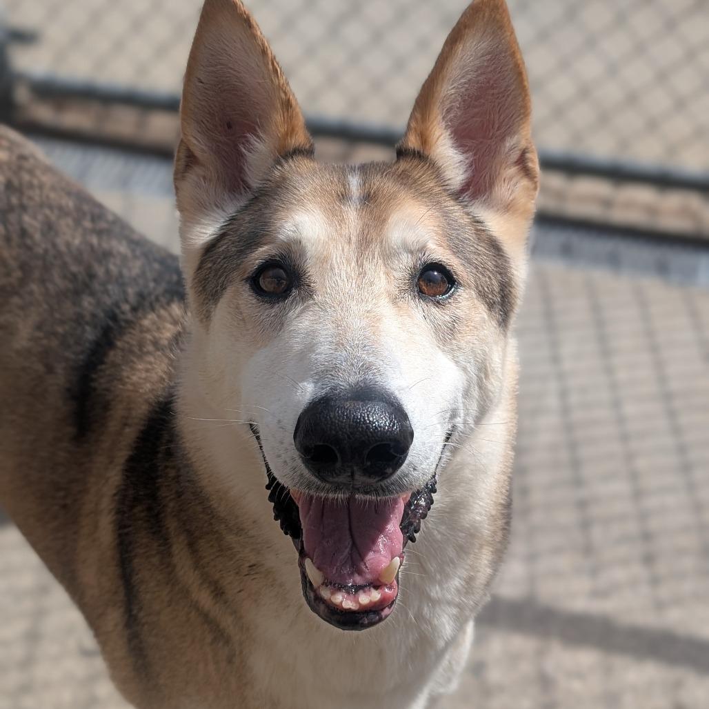 Enlarge Timber, a Adoptable mixed breed in Watertown, NY image 2/3