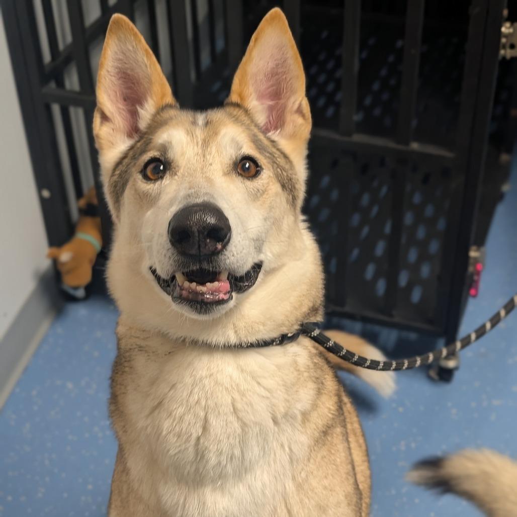Enlarge Timber, a Adoptable mixed breed in Watertown, NY image 3/3