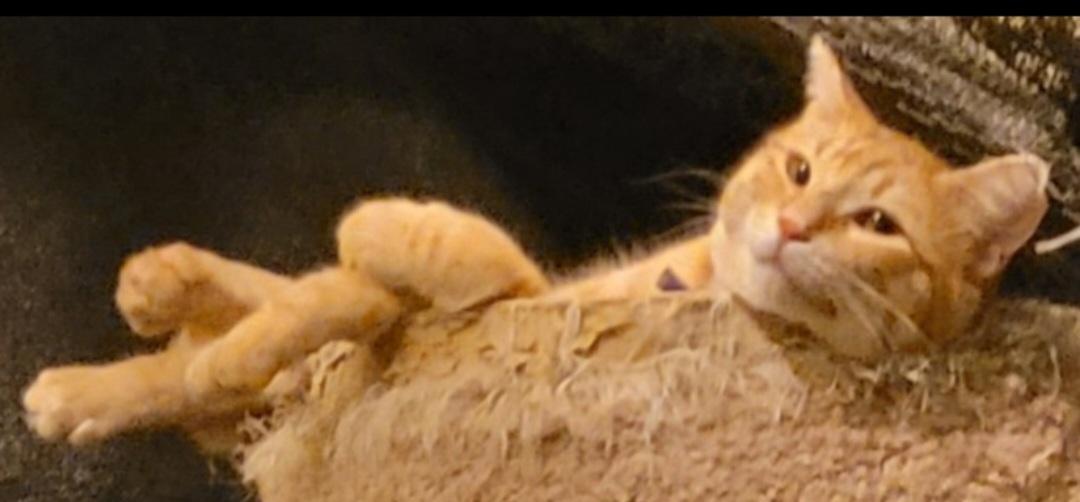 Felix, a ADOPTABLE Domestic Short Hair in Alpine, TX image 2/2