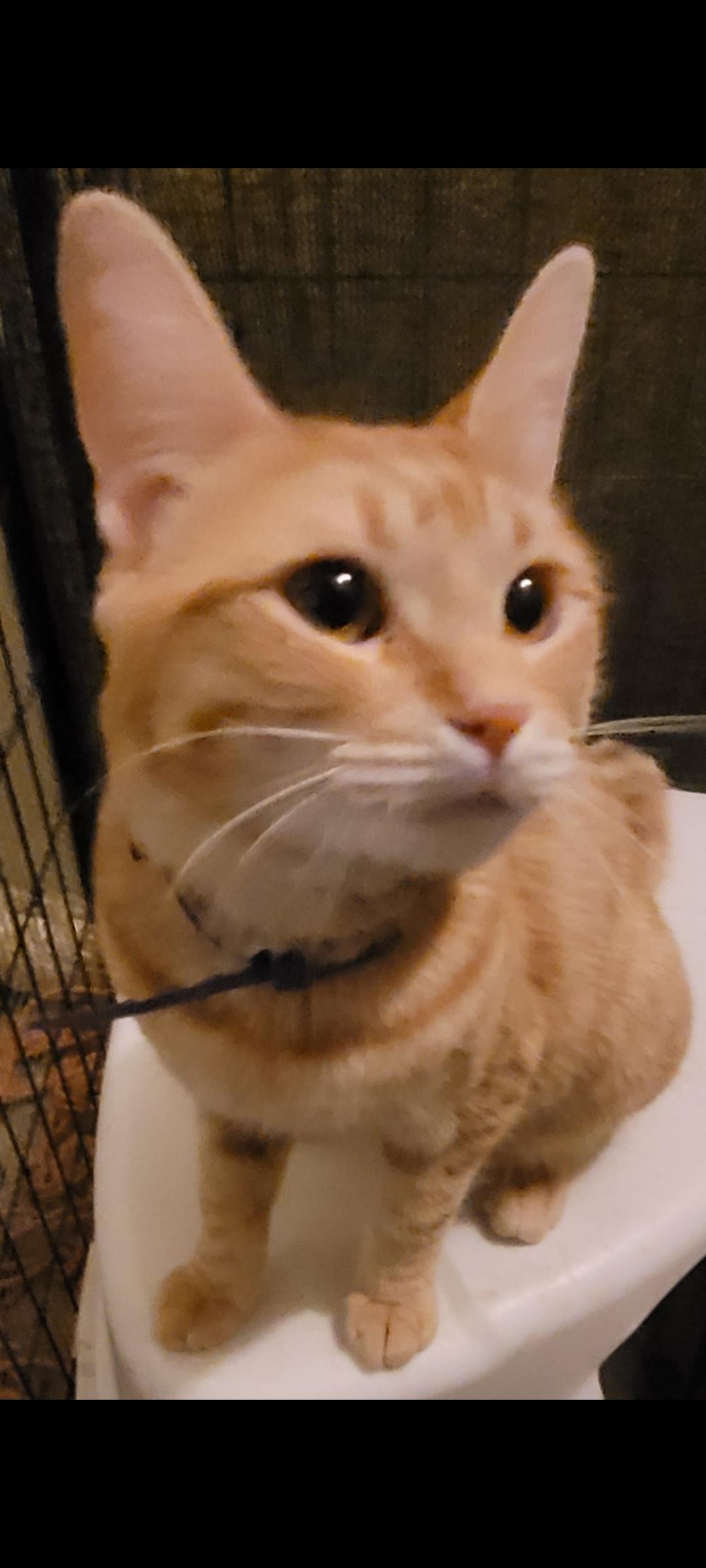 Felix, ADOPTABLE, Adult Male Domestic Short Hair.